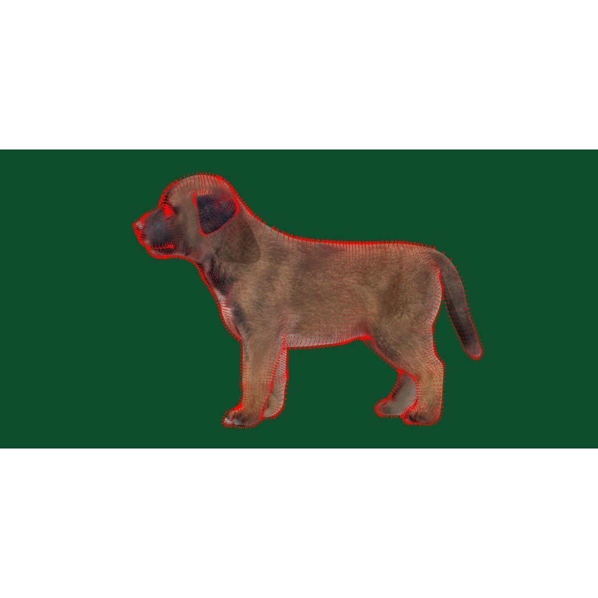 Belgian Shepherd Puppy Dog Breed 3D model 7