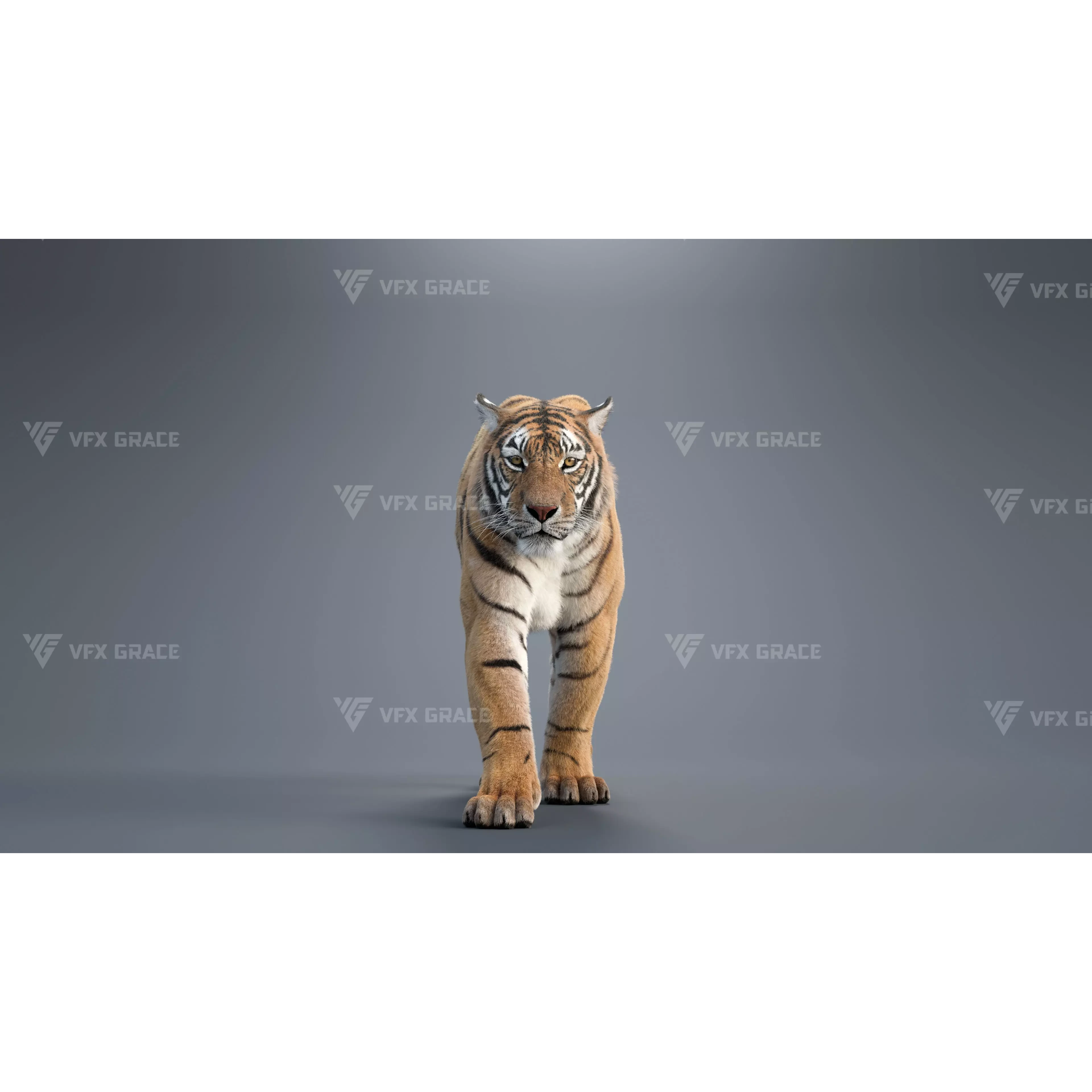 Bengal Tiger Animation - Blender 3D Model 3D model