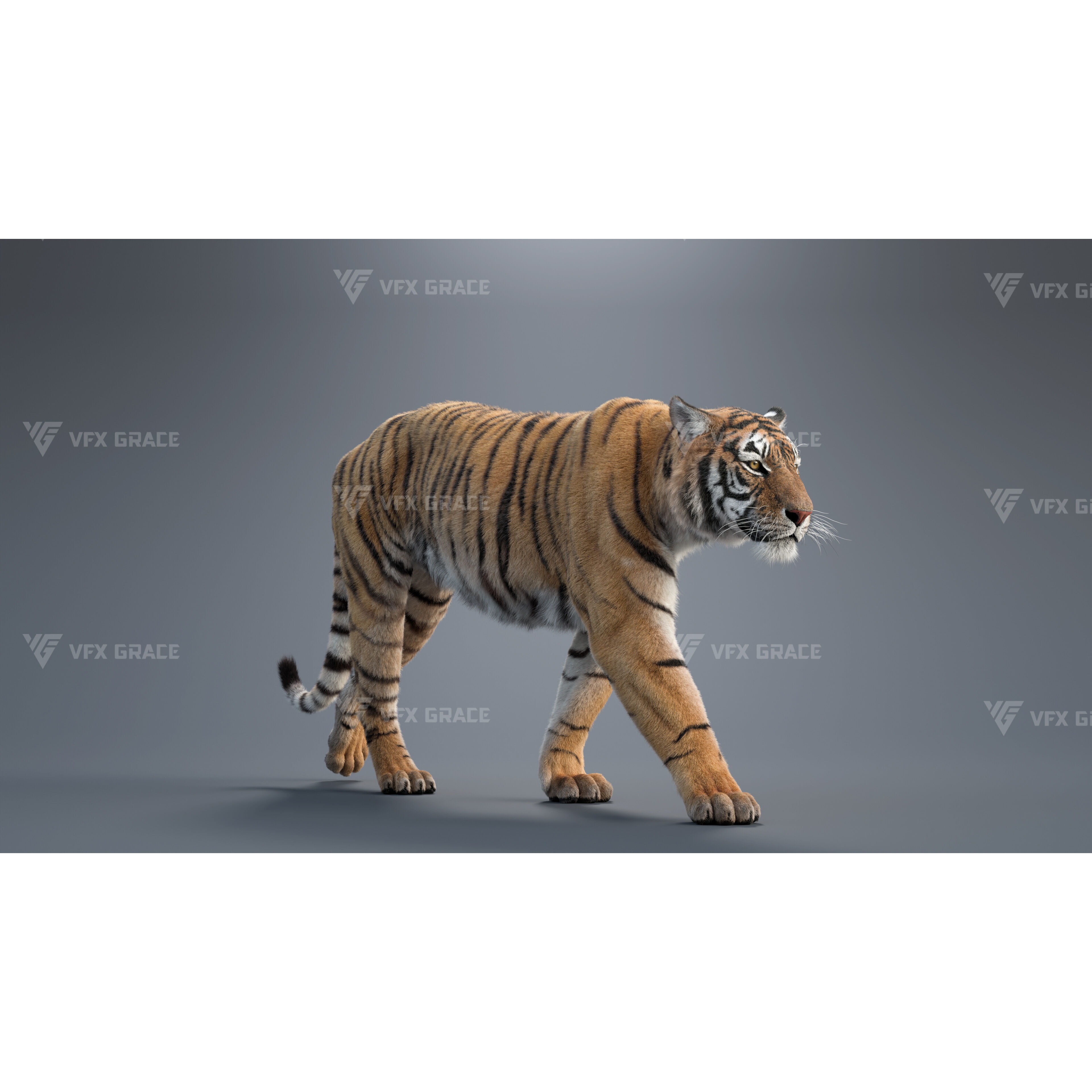 Bengal Tiger Animation - Blender 3D Model 3D model 2