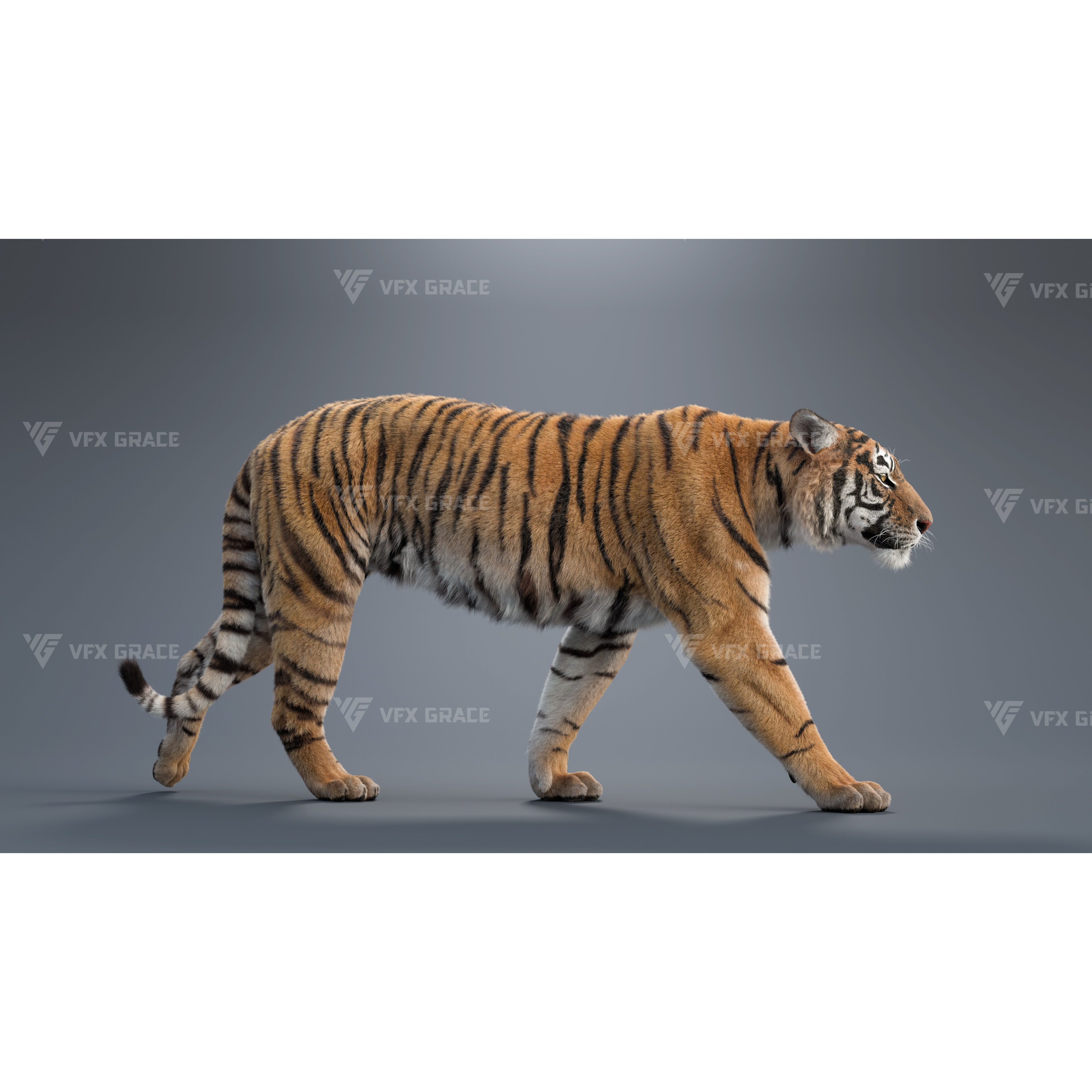 Bengal Tiger Animation - Blender 3D Model 3D model 3