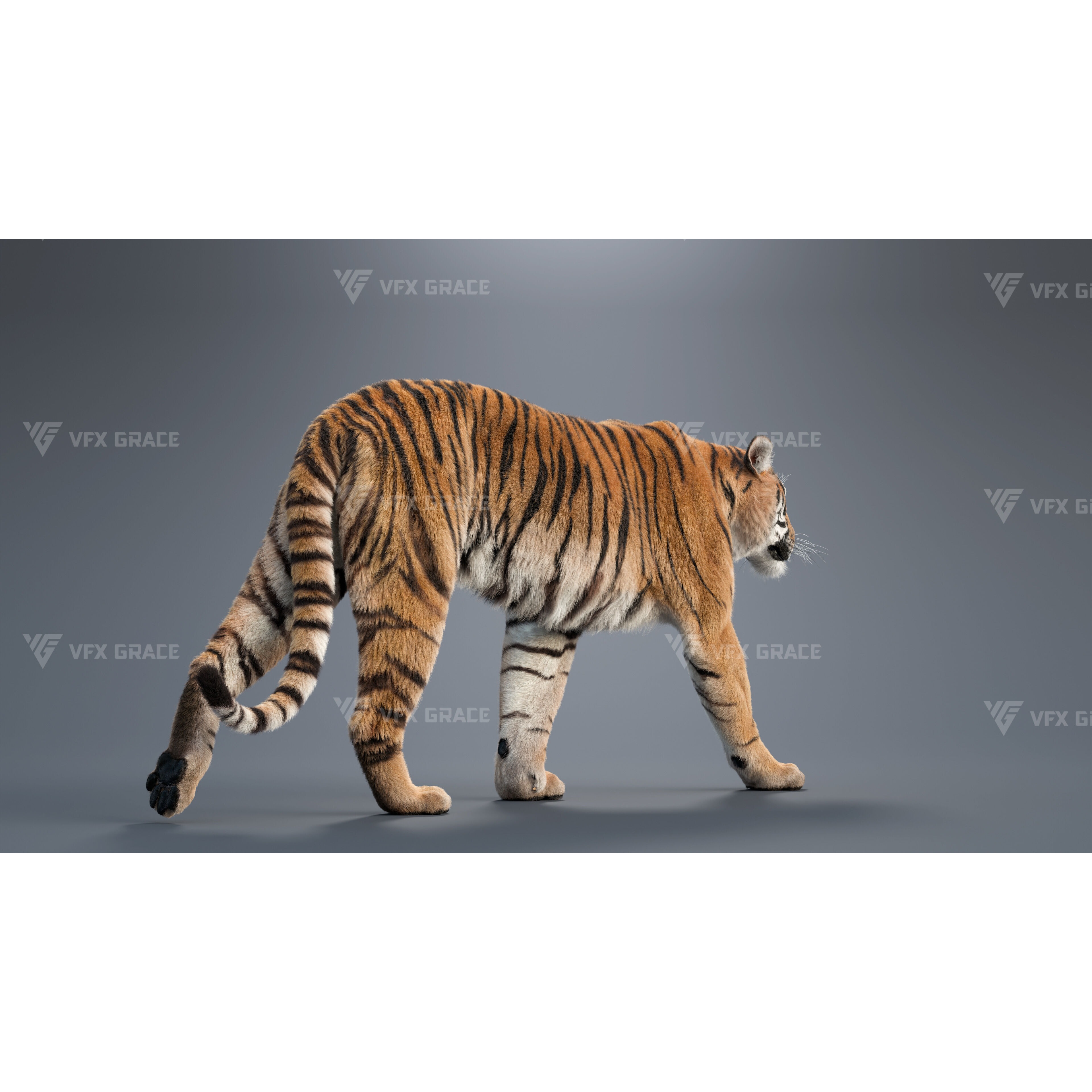 Bengal Tiger Animation - Blender 3D Model 3D model 4