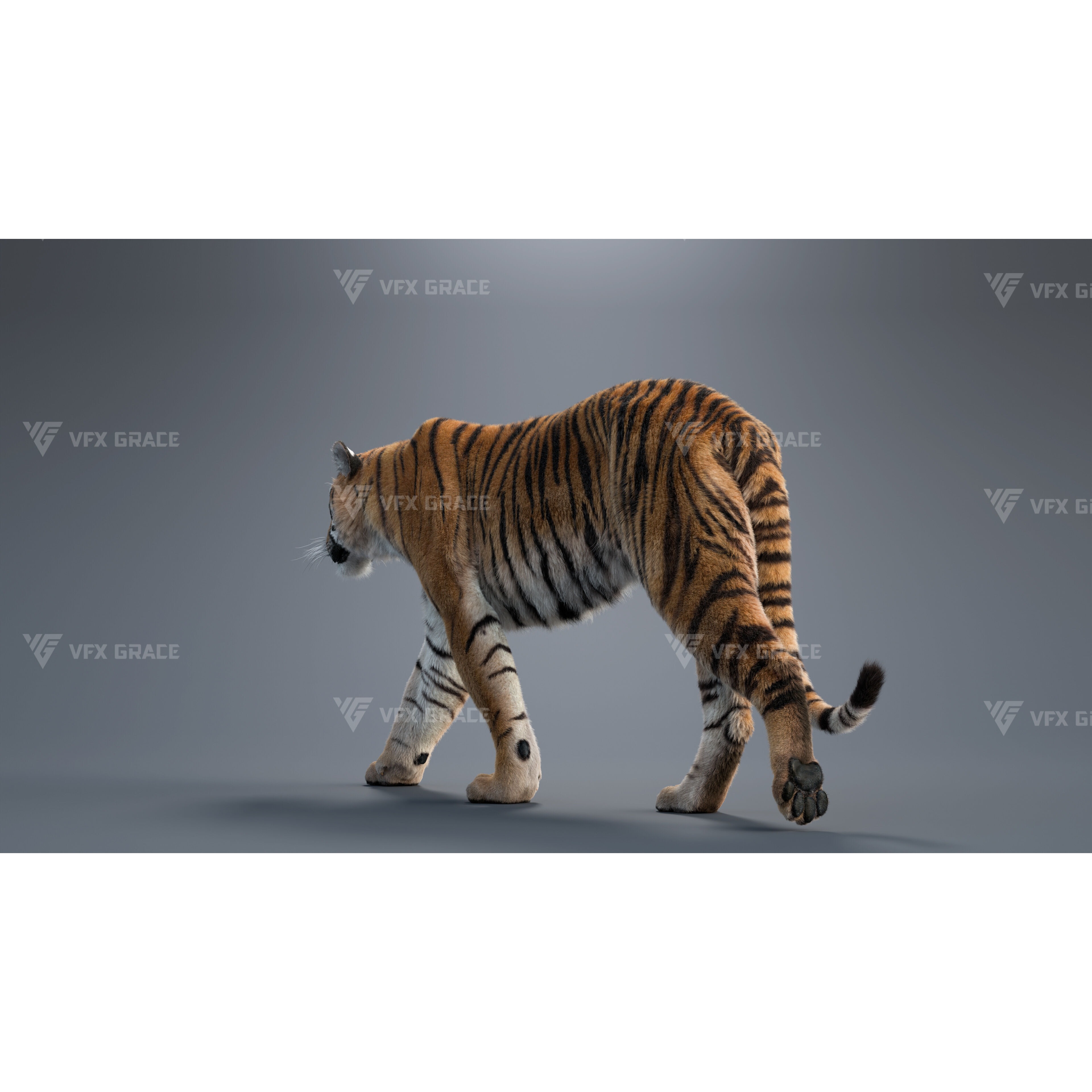 Bengal Tiger Animation - Blender 3D Model 3D model 5
