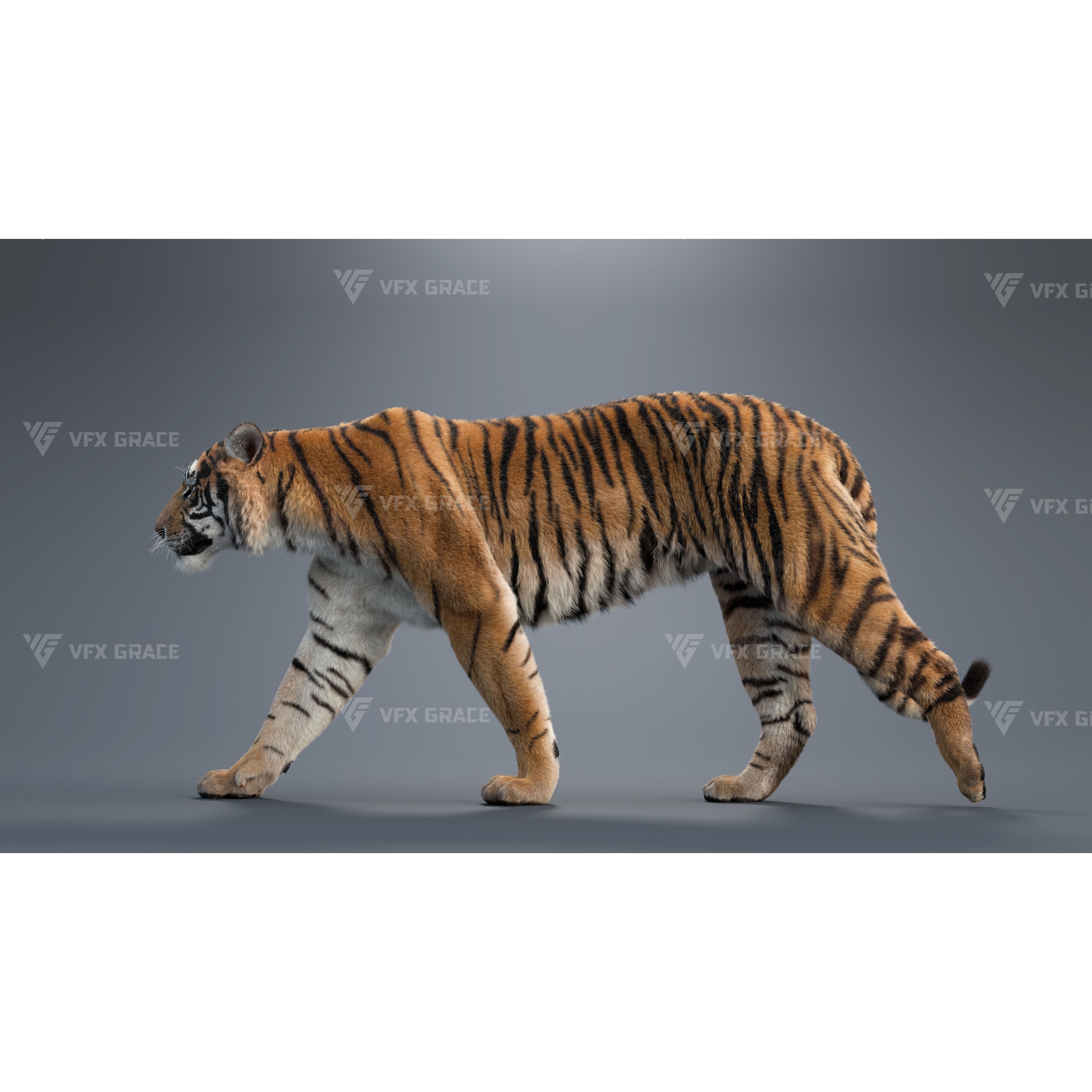 Bengal Tiger Animation - Blender 3D Model 3D model 6