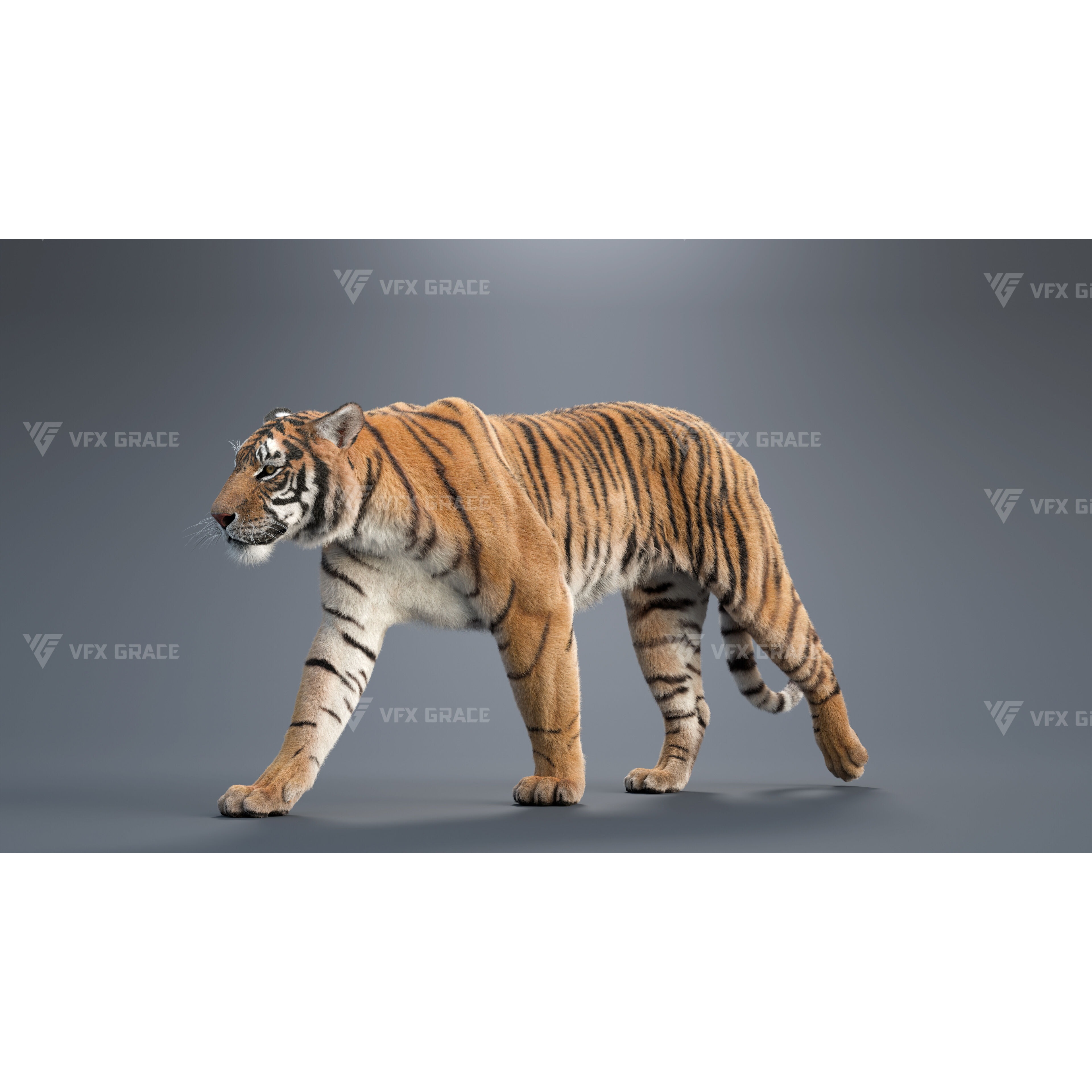 Bengal Tiger Animation - Blender 3D Model 3D model 7