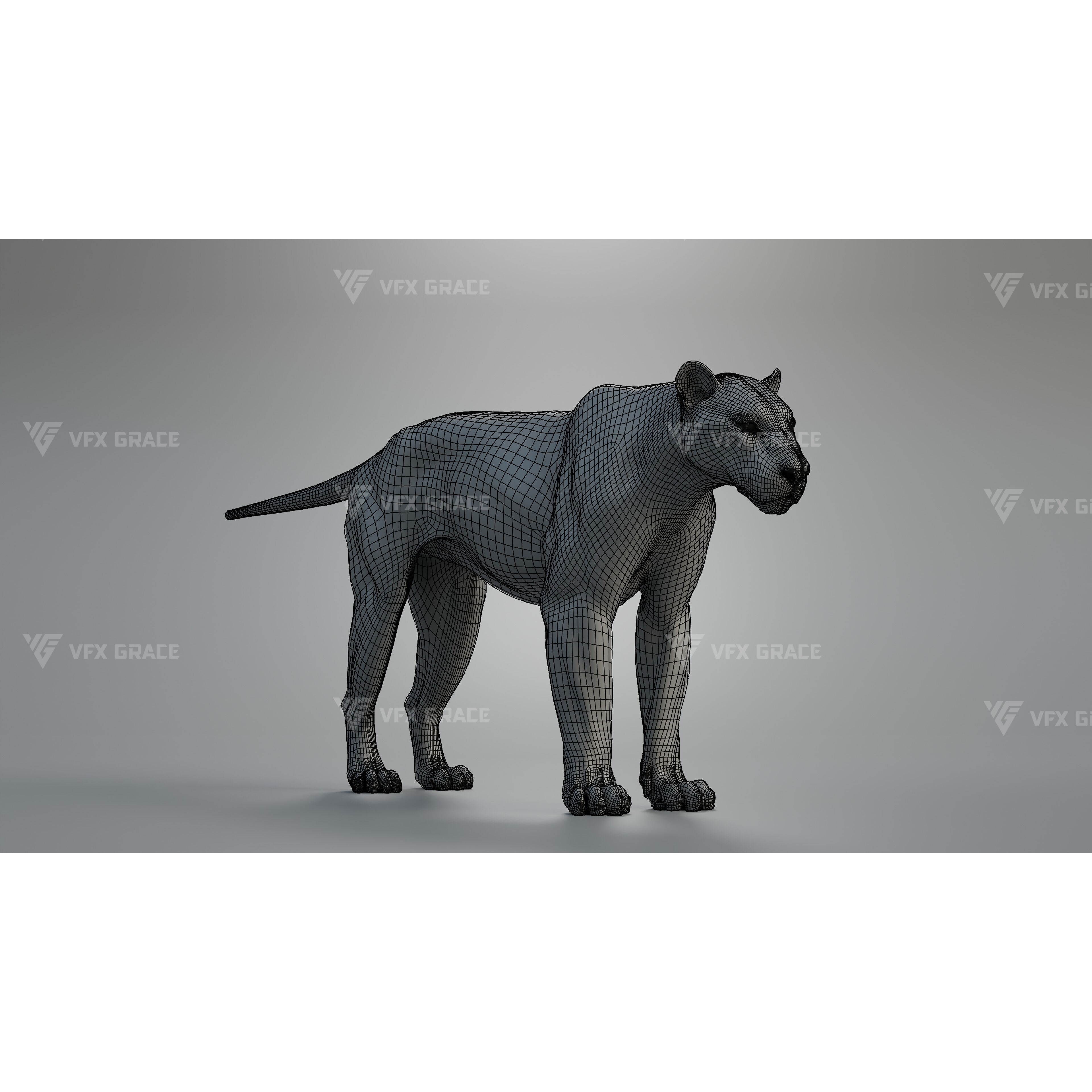 Bengal Tiger Animation - Blender 3D Model 3D model 8