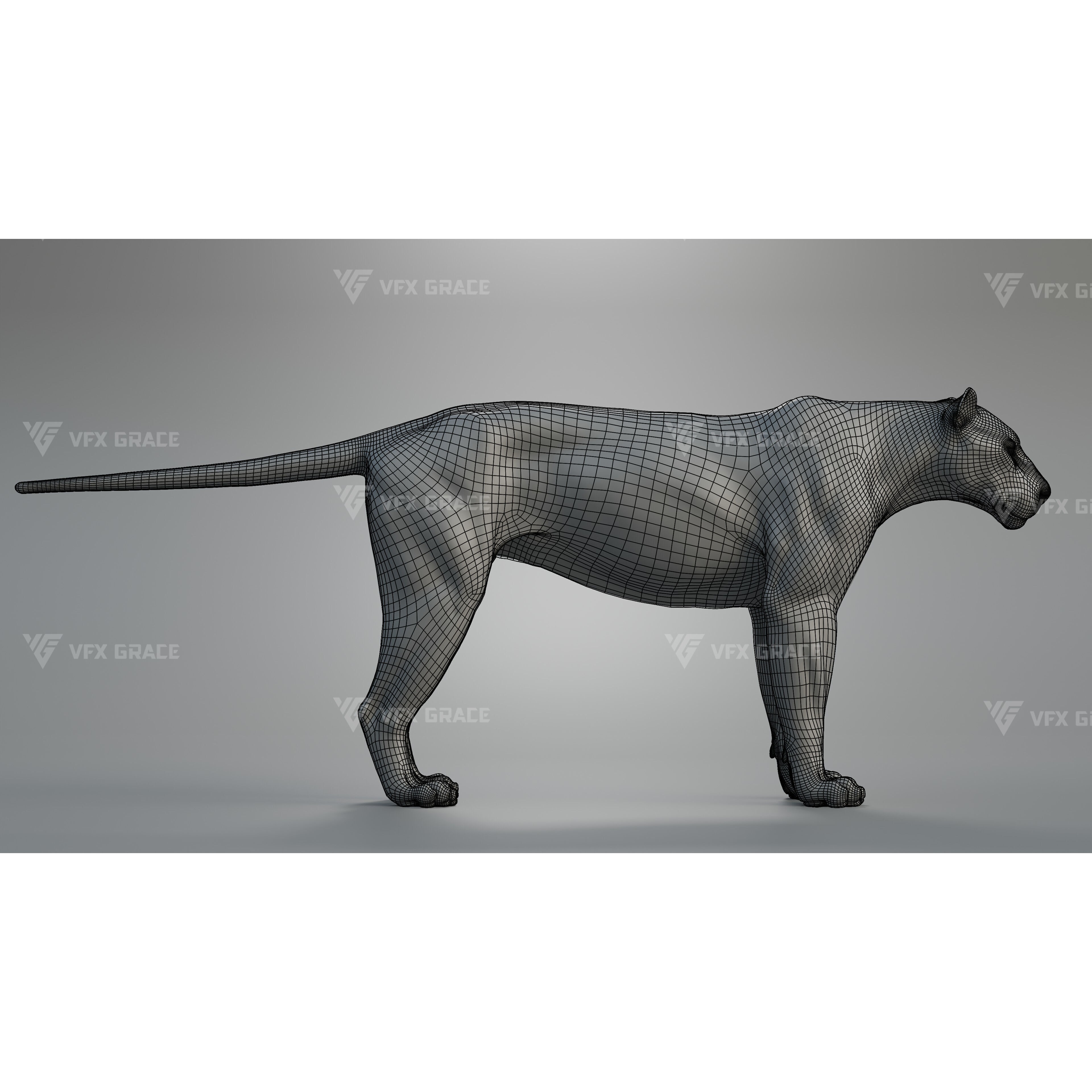 Bengal Tiger Animation - Blender 3D Model 3D model 9