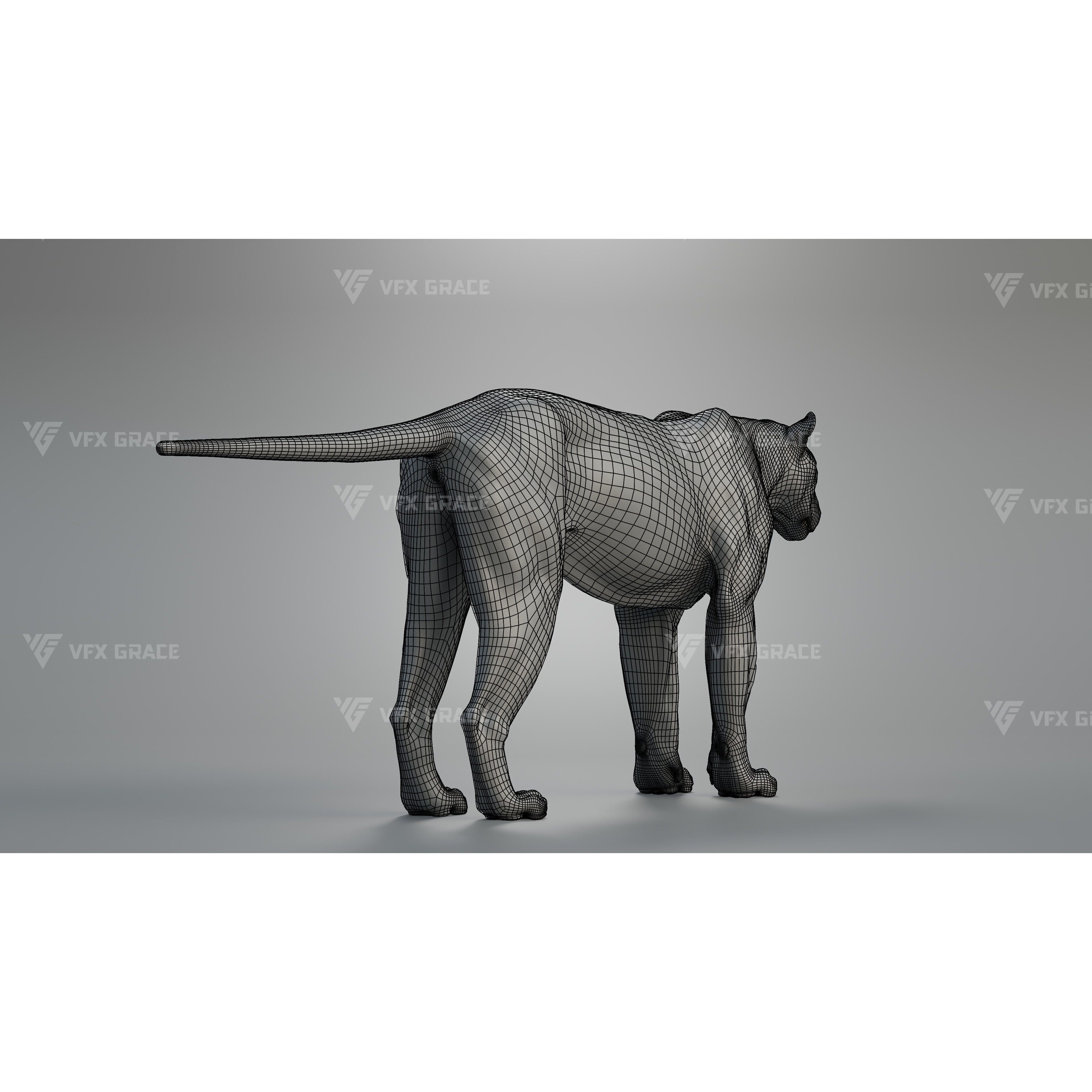 Bengal Tiger Animation - Blender 3D Model 3D model 10