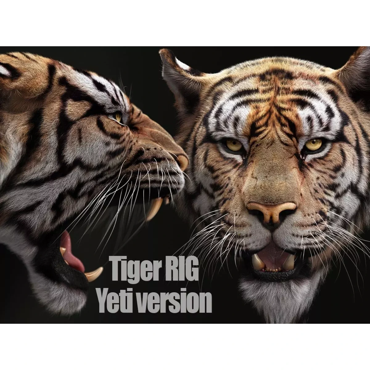 Bengal Tiger RIG Yeti 3D model