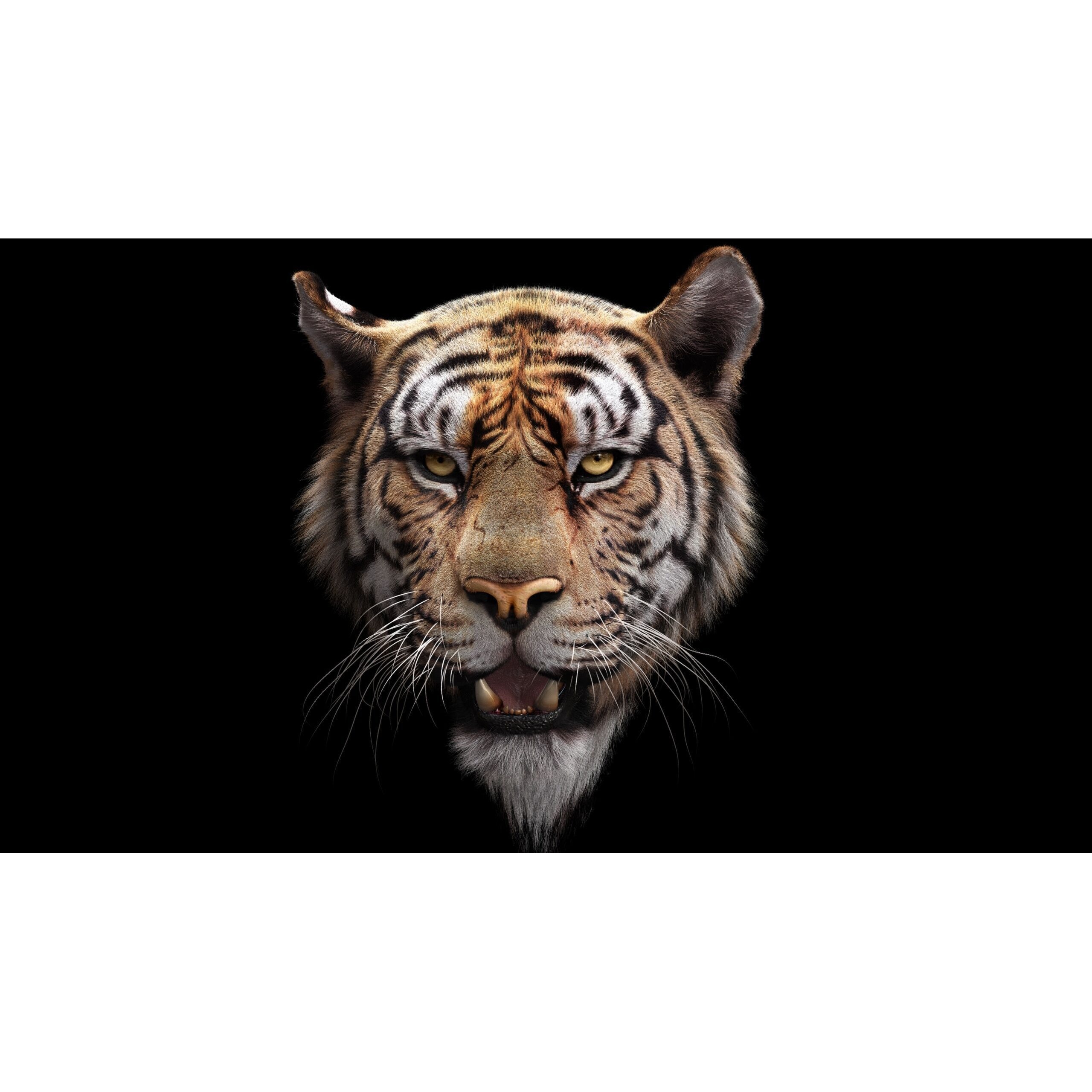 Bengal Tiger RIG Yeti 3D model 2