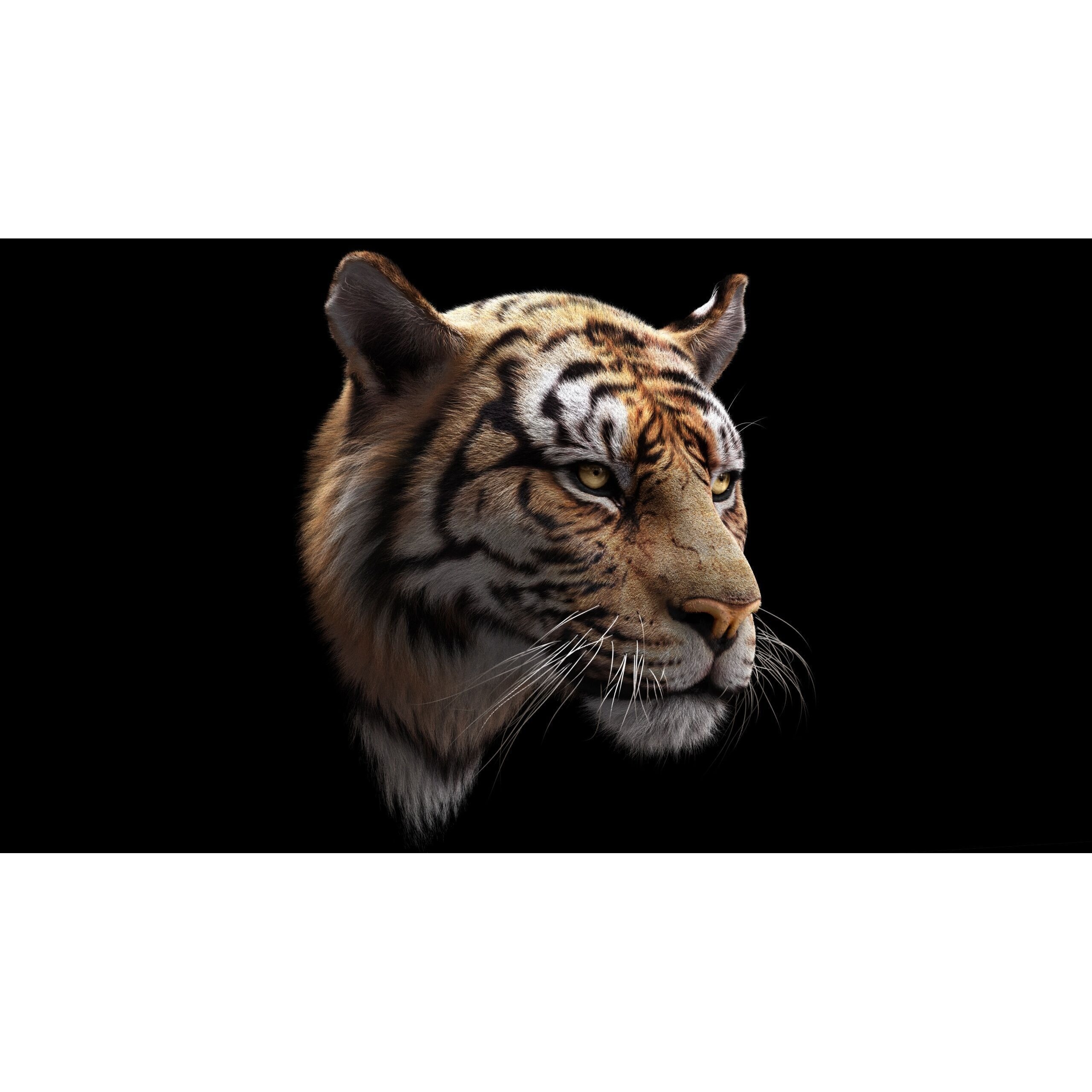 Bengal Tiger RIG Yeti 3D model 3