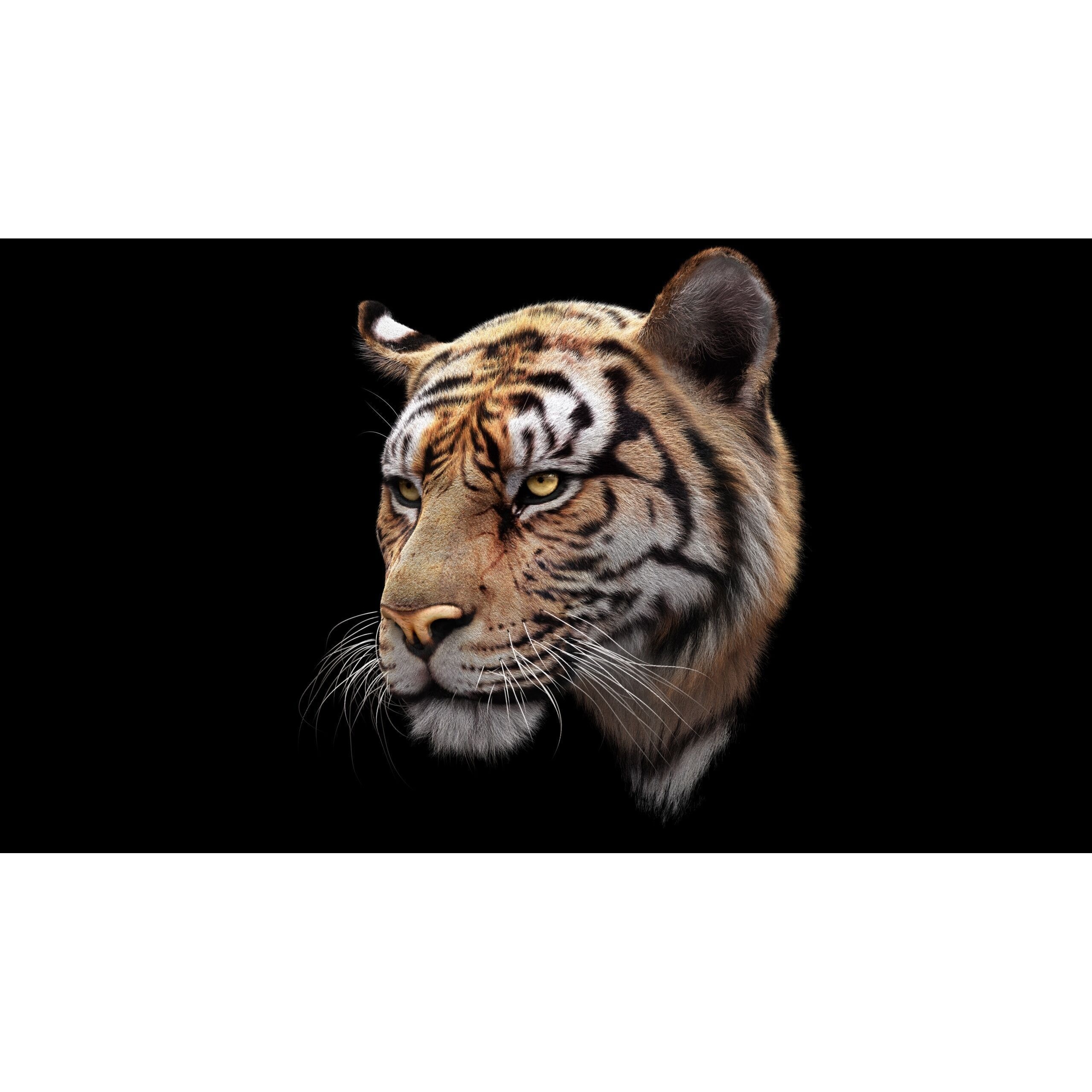 Bengal Tiger RIG Yeti 3D model 4