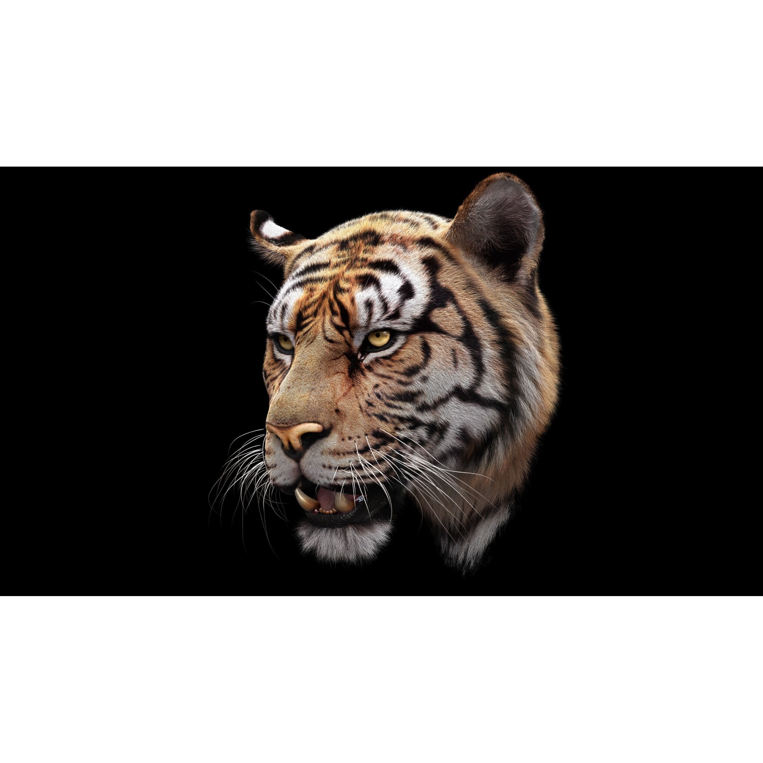 Bengal Tiger RIG Yeti 3D model 5