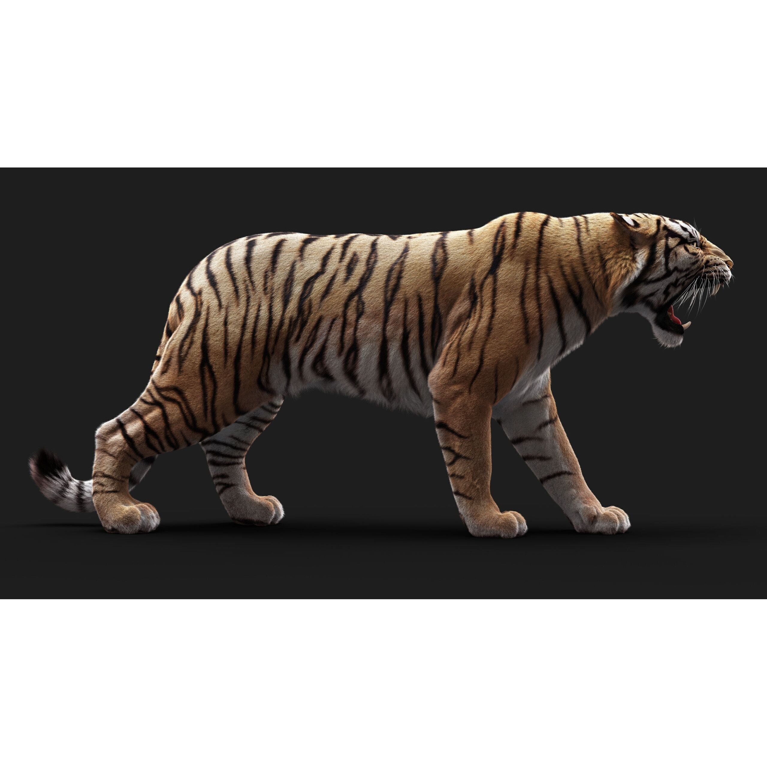 Bengal Tiger RIG Yeti 3D model 8
