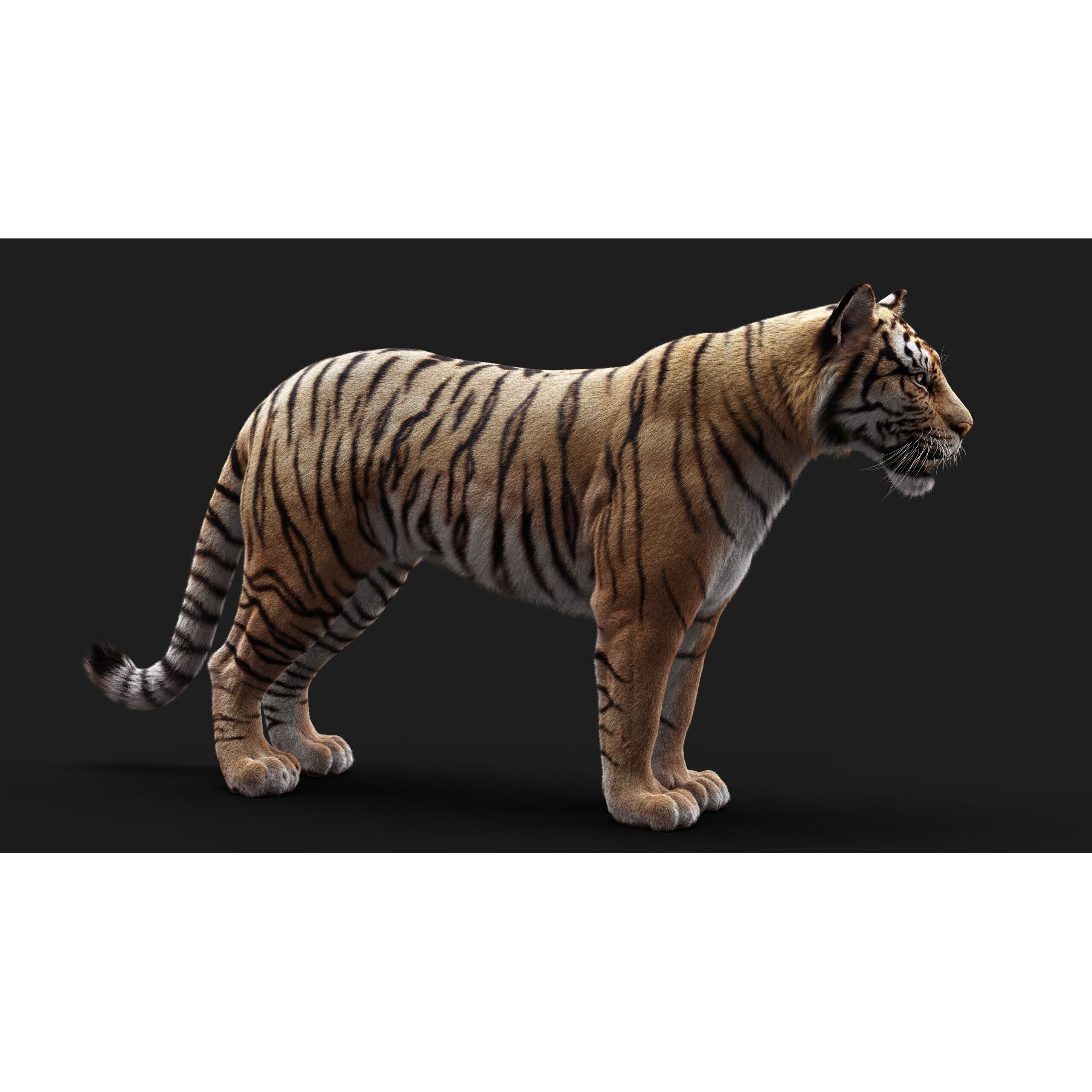 Bengal Tiger RIG Yeti 3D model 10