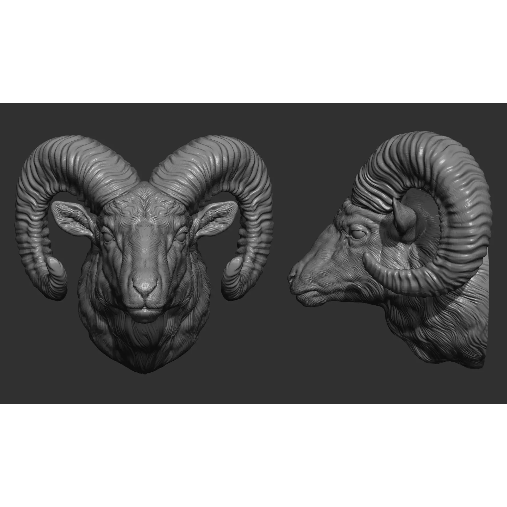 Big Horned Ram head 3D print model