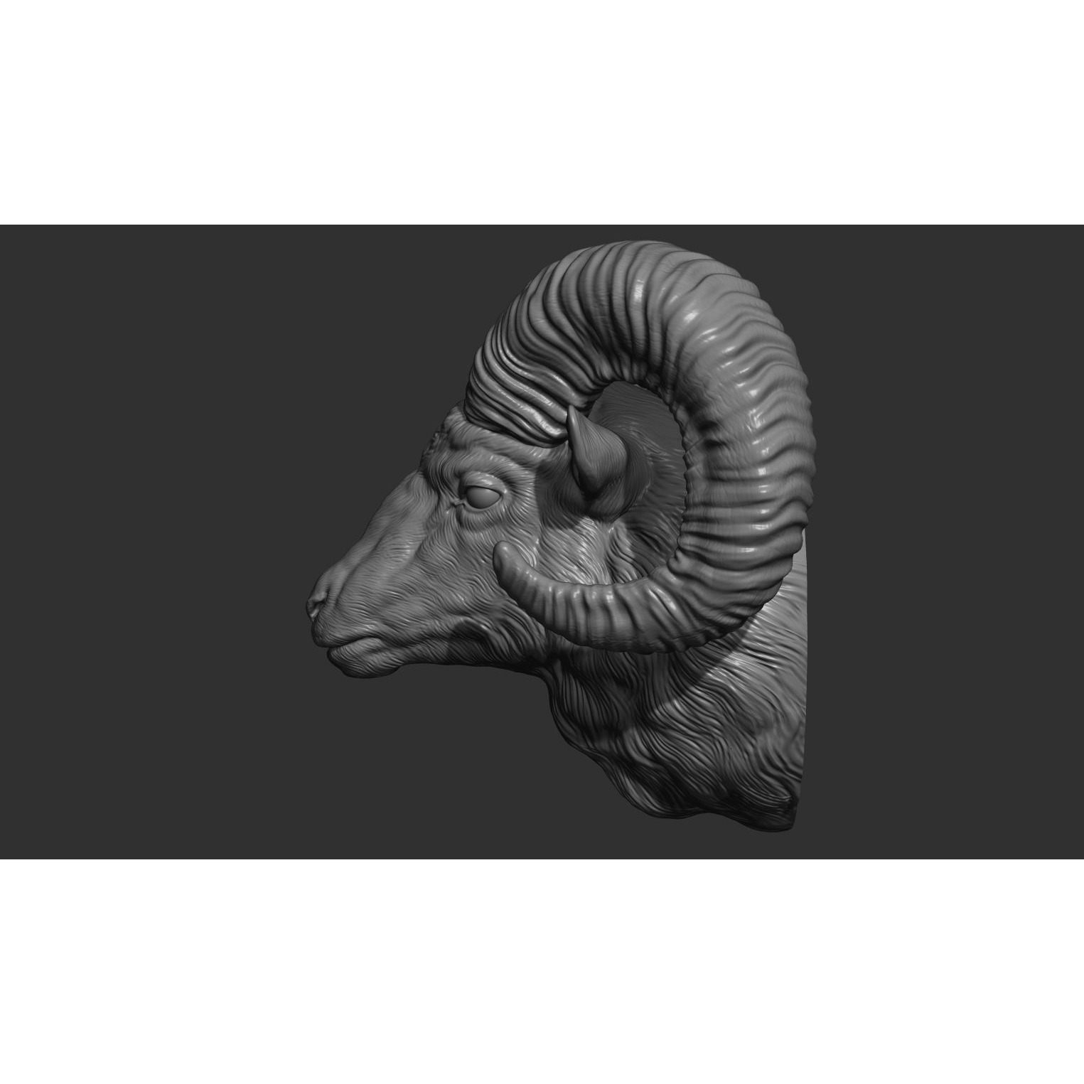 Big Horned Ram head 3D print model 2