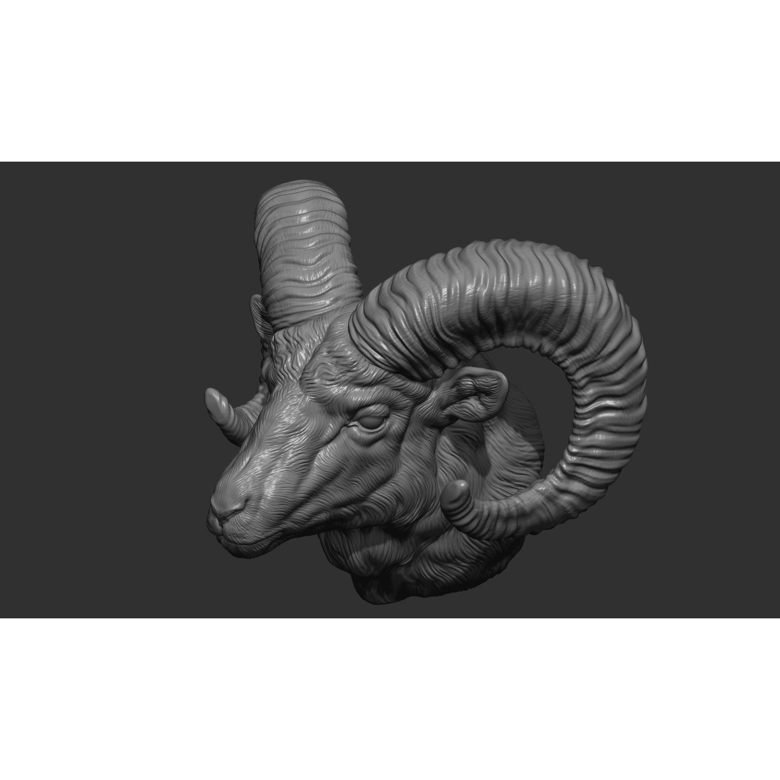 Big Horned Ram head 3D print model 4