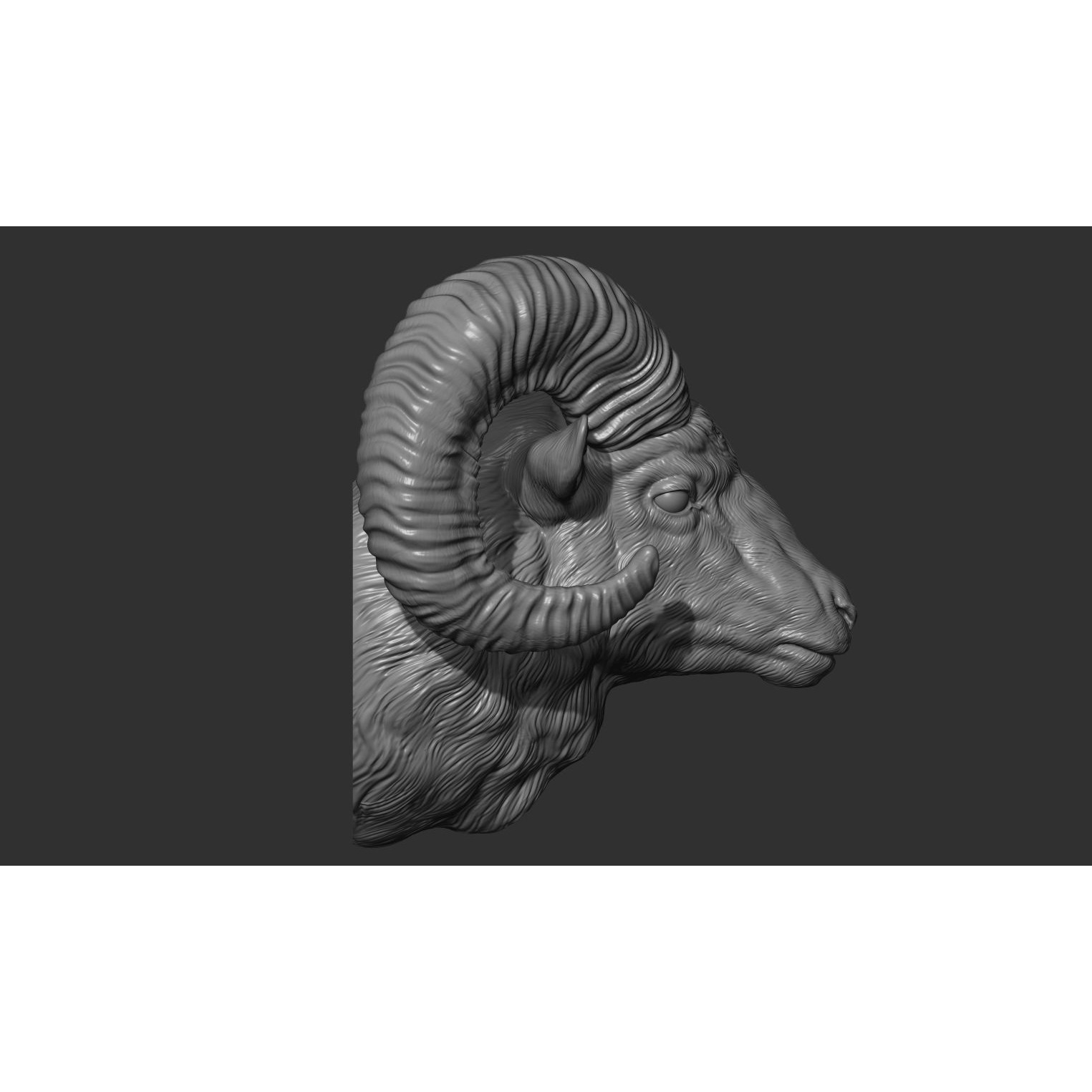 Big Horned Ram head 3D print model 9