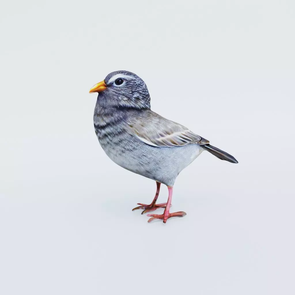 Bird Animal Free 3D model