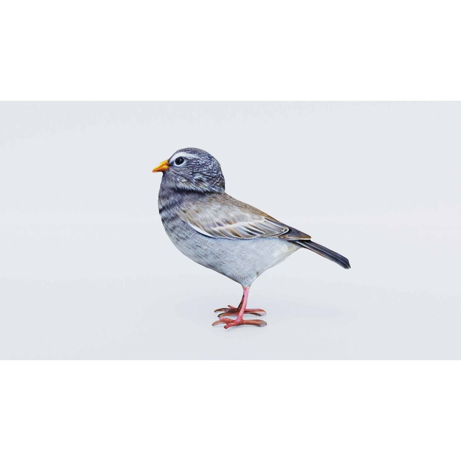 Bird Animal Free 3D model 2