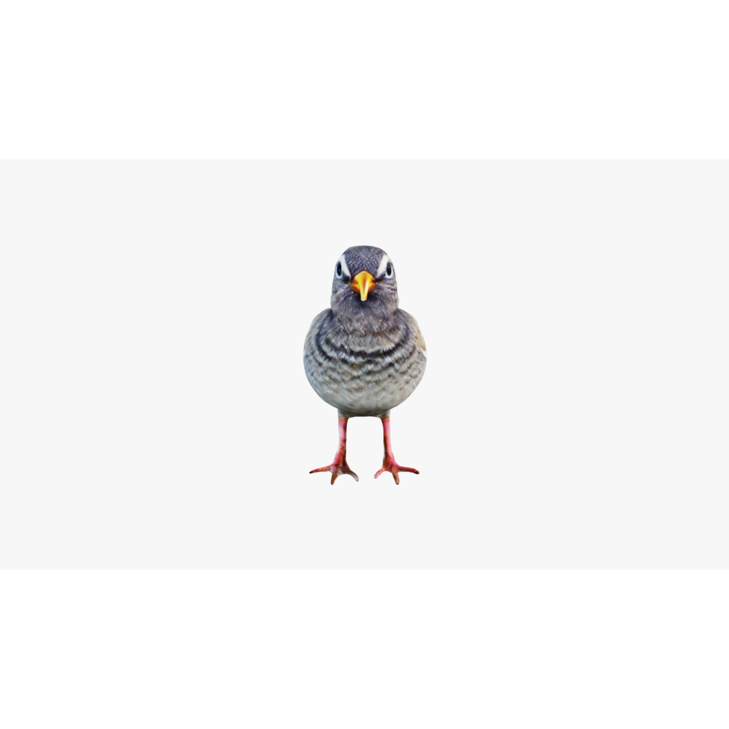 Bird Animal Free 3D model 3