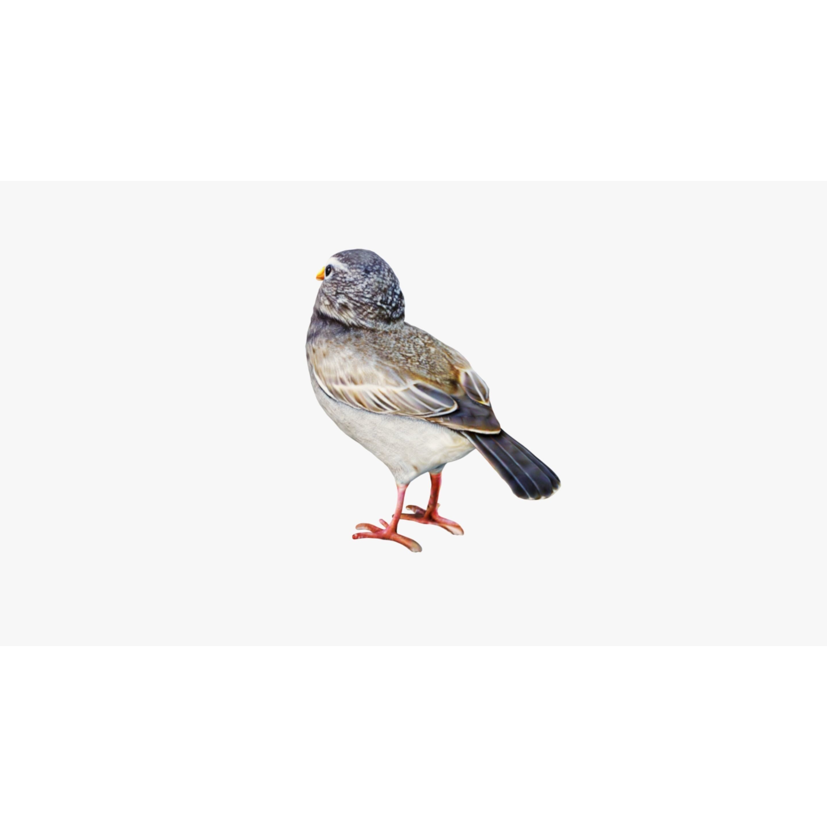 Bird Animal Free 3D model 4