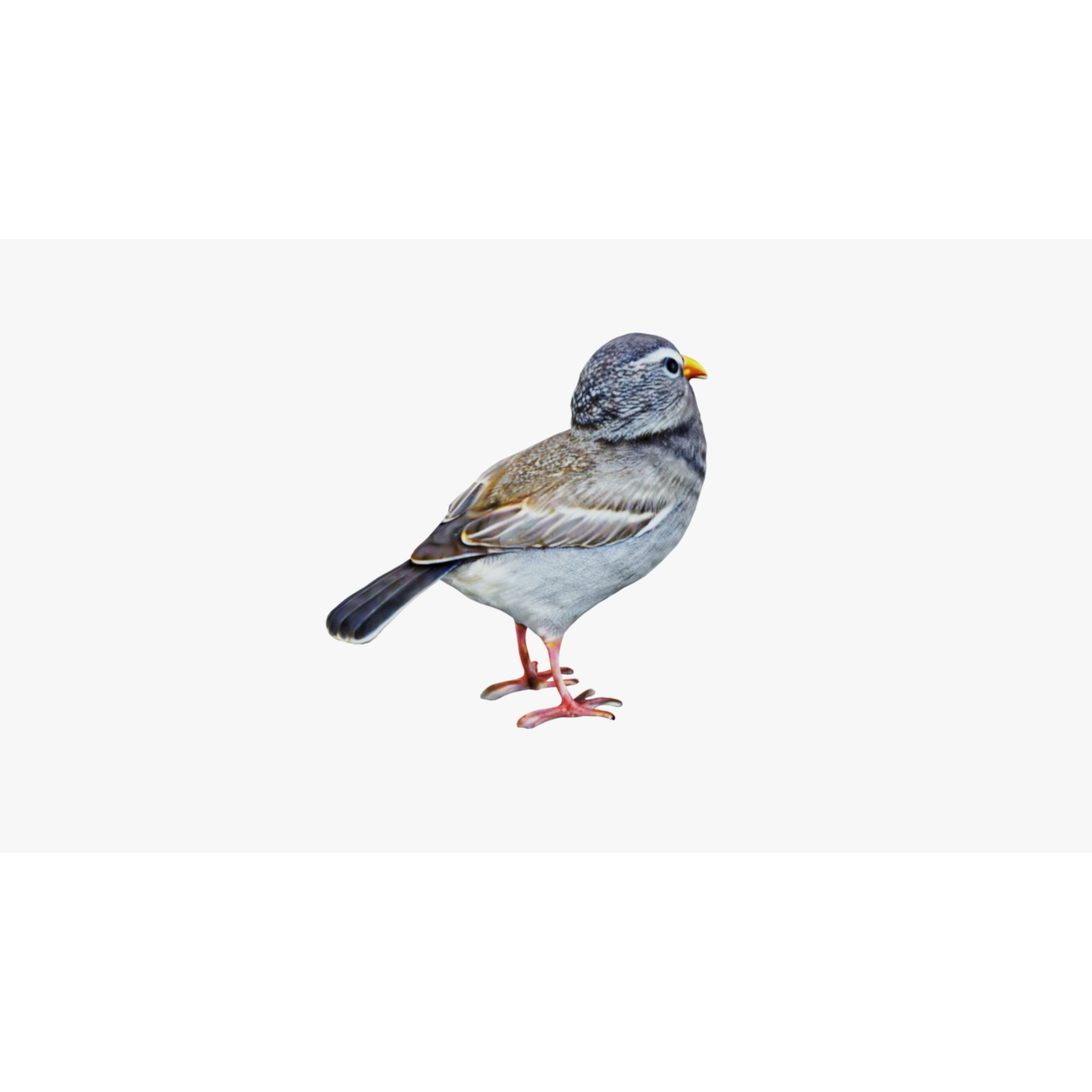 Bird Animal Free 3D model 5