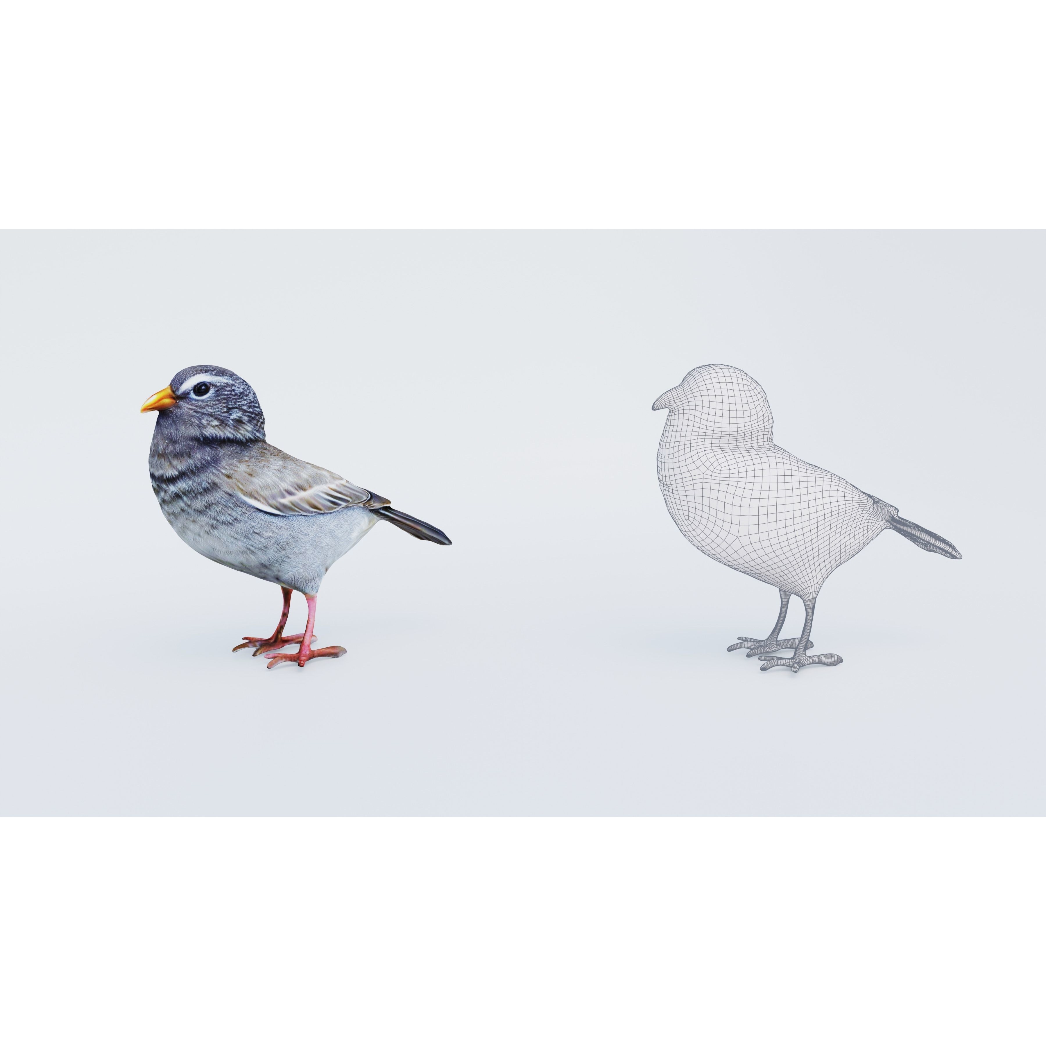 Bird Animal Free 3D model 6