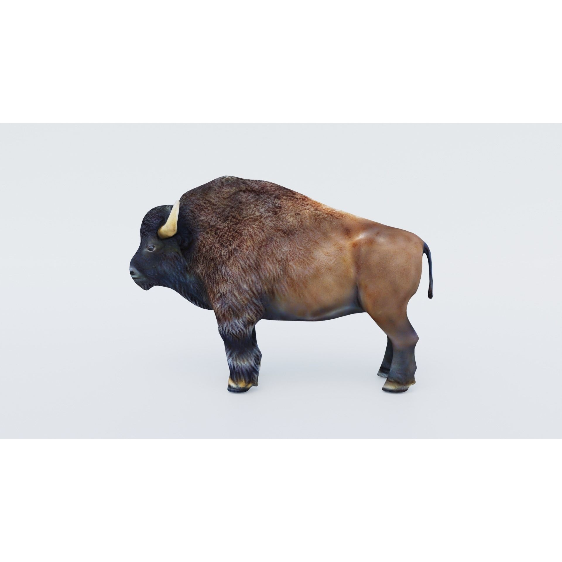 Bison Free 3D model 2