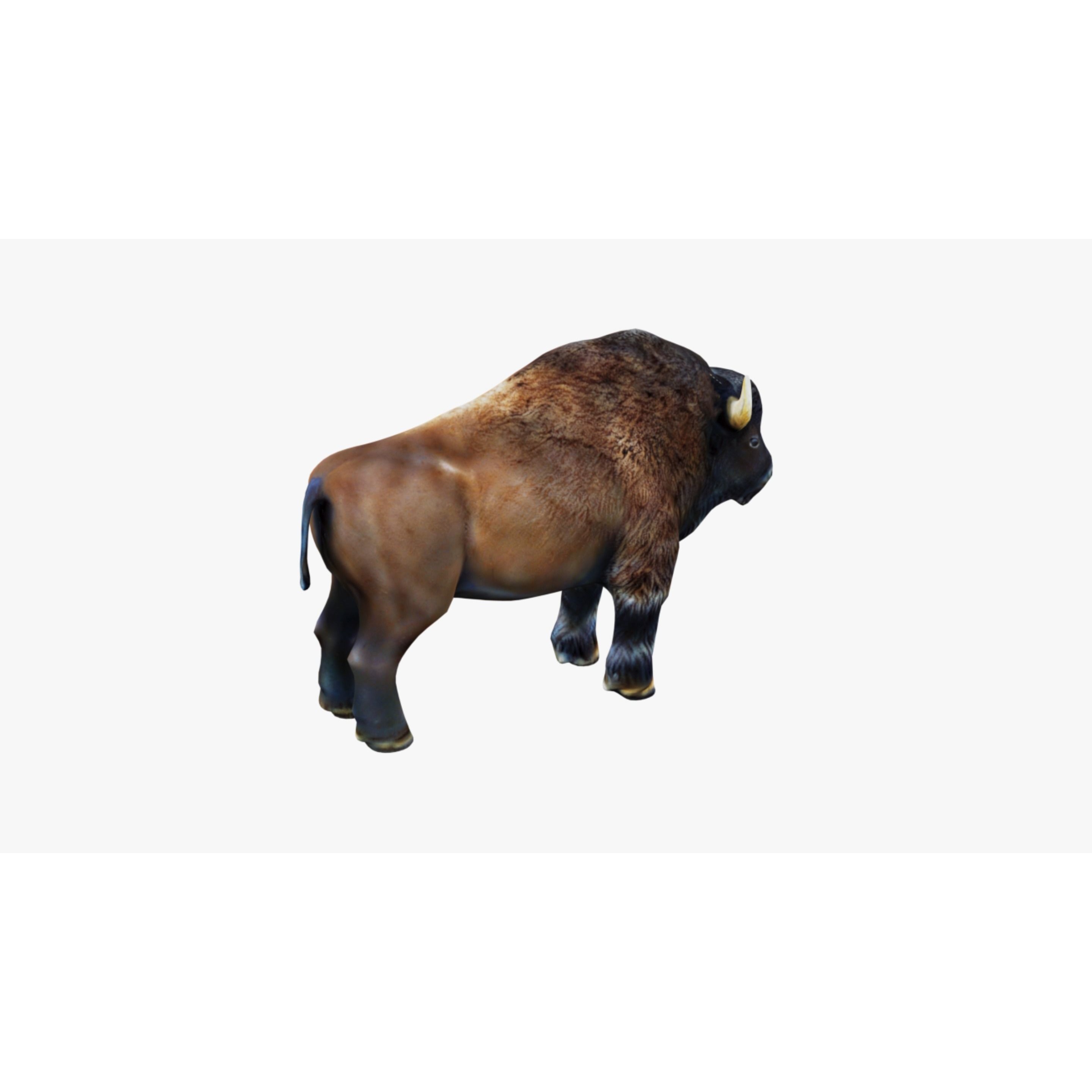 Bison Free 3D model 5