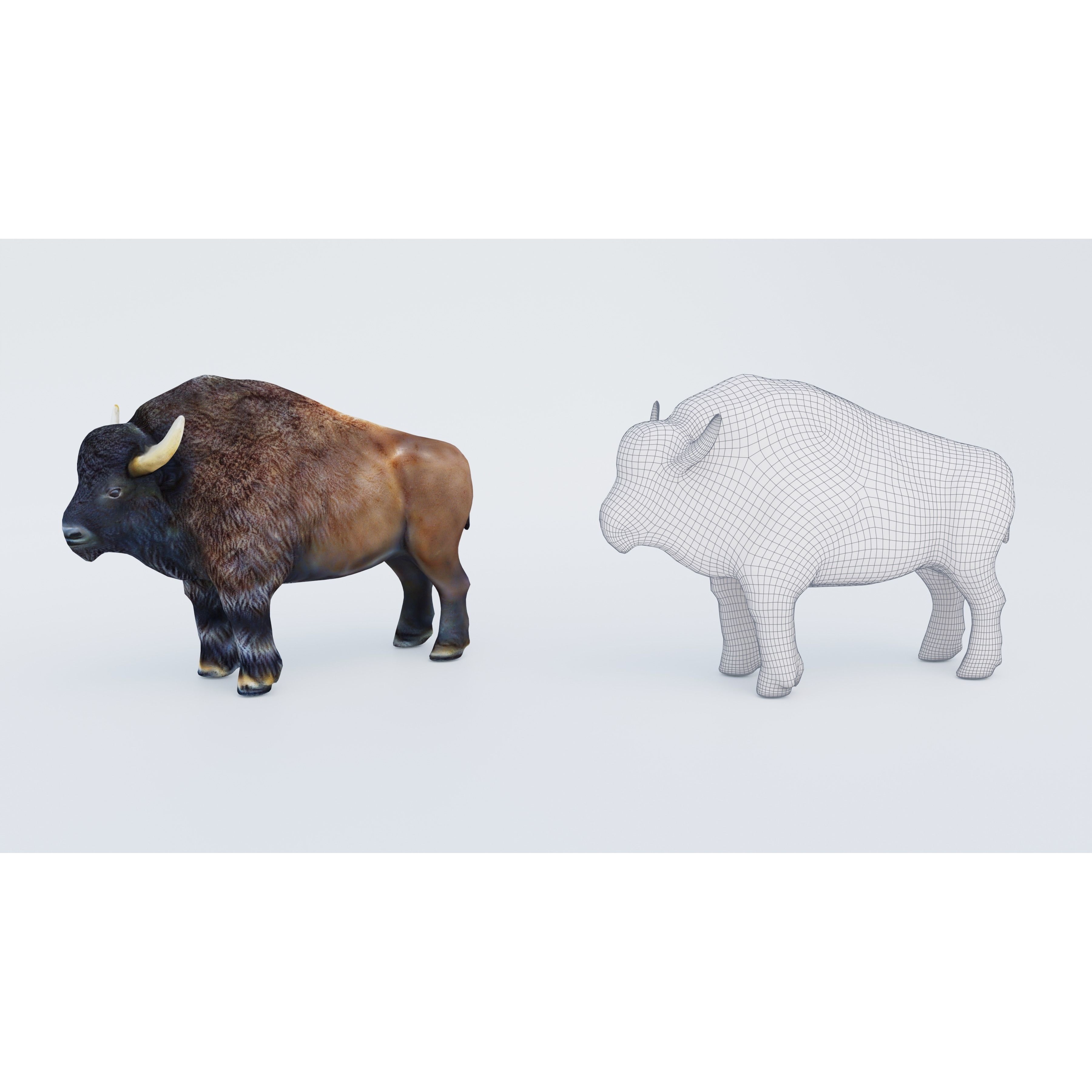 Bison Free 3D model 6