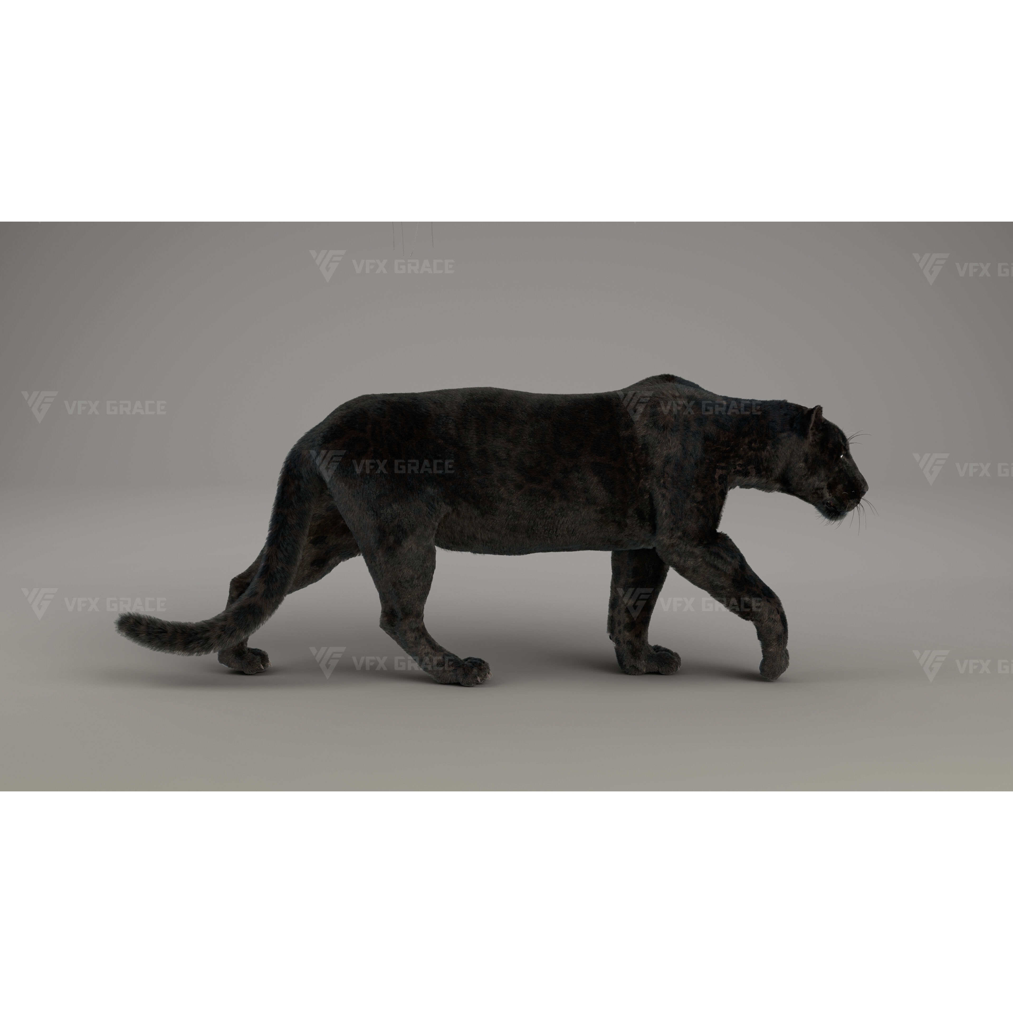 Black Jaguar 3D Blender 3D model 4