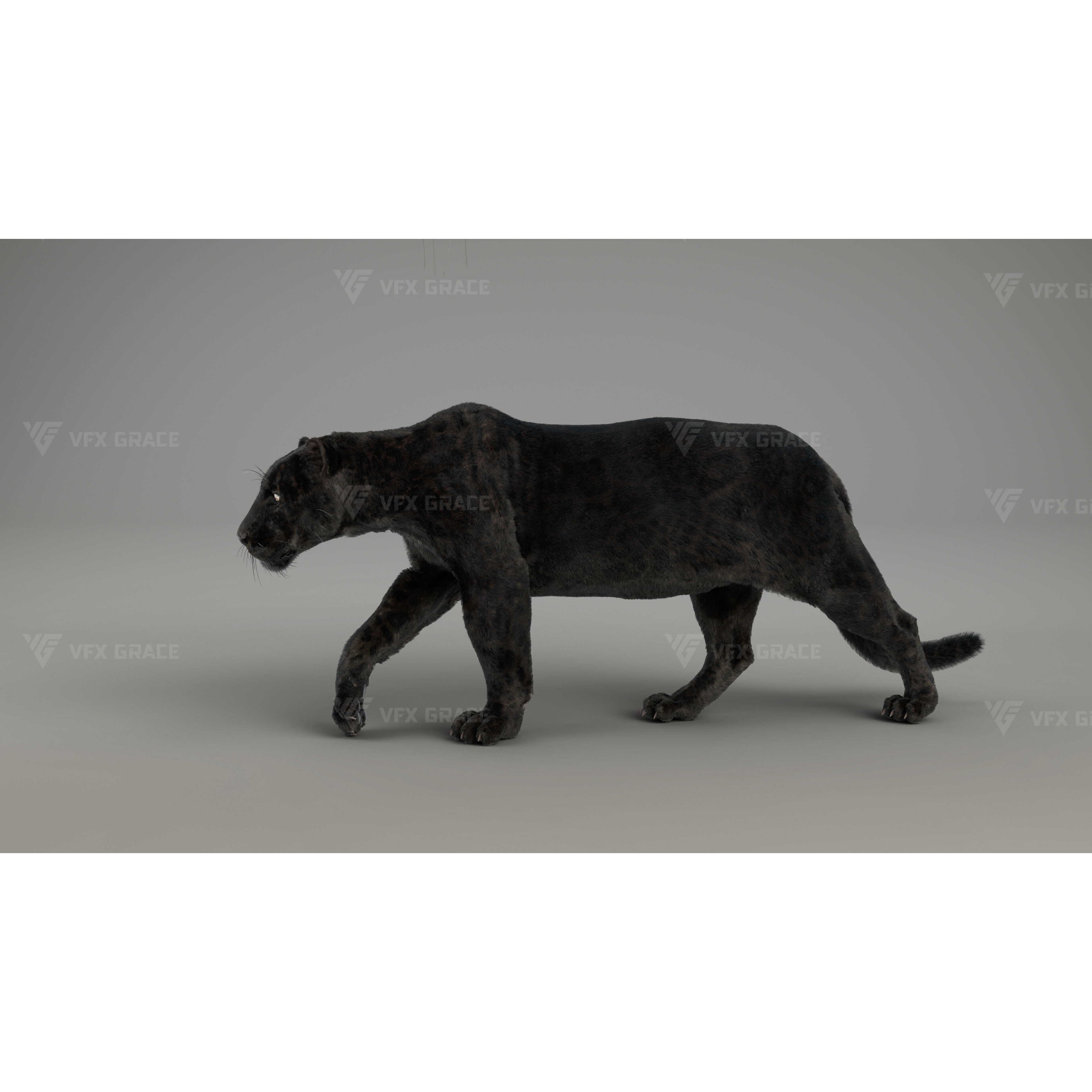 Black Jaguar 3D Blender 3D model 8