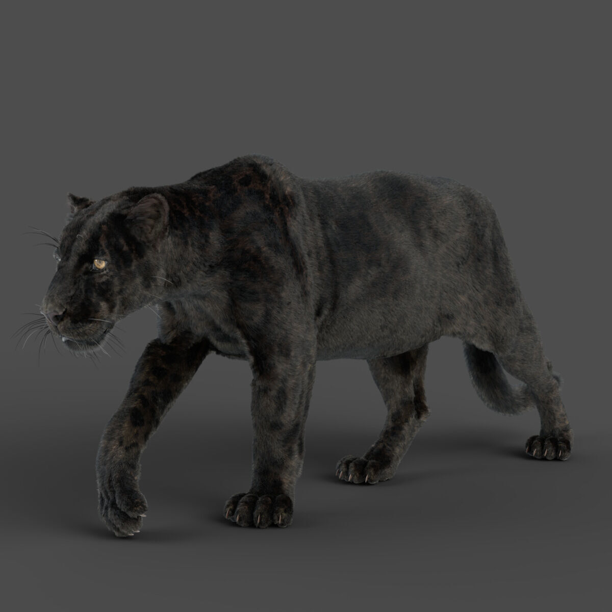Black Jaguar 3D Blender 3D model 9