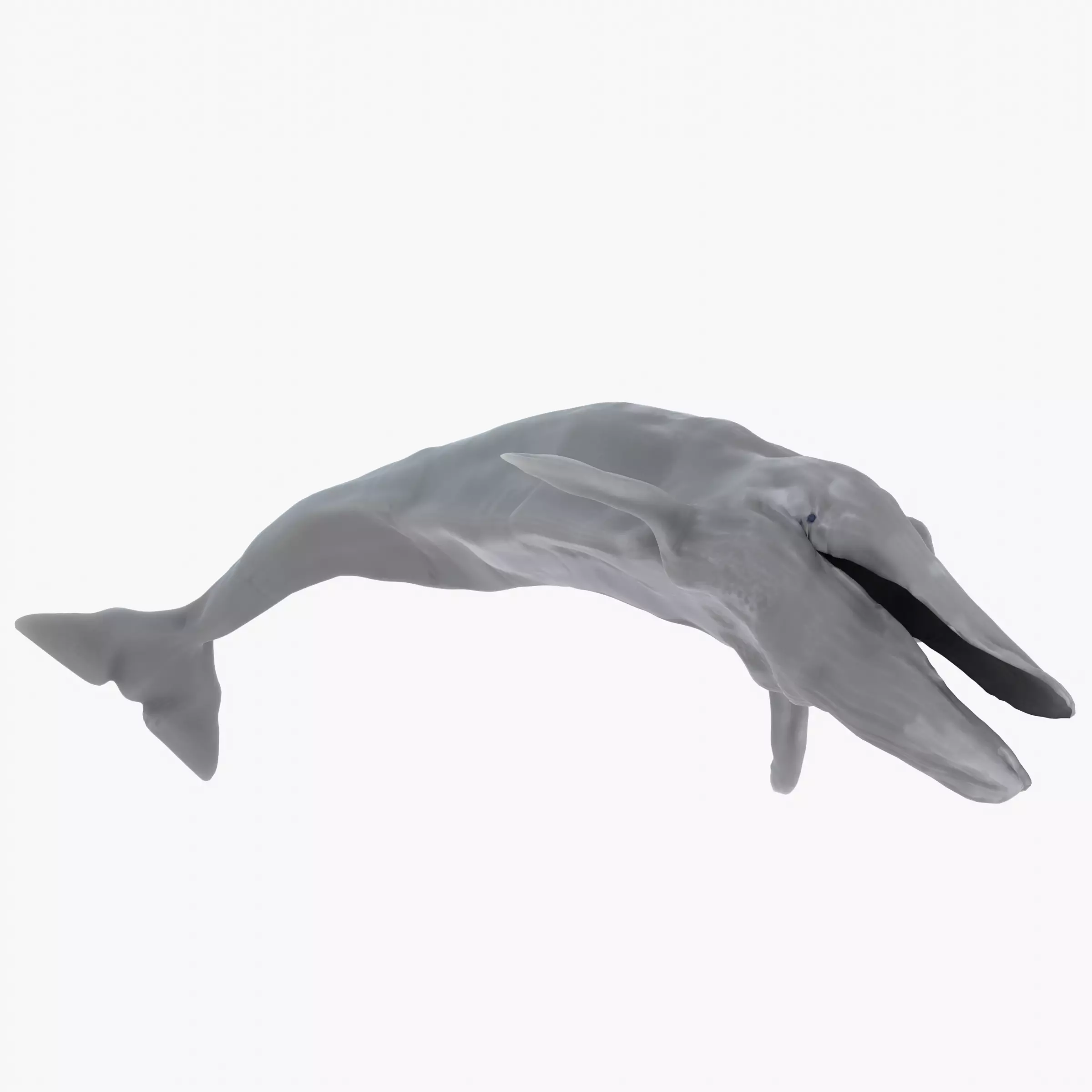 Blue Whale 3D Model Rigged Free low-poly 3D model