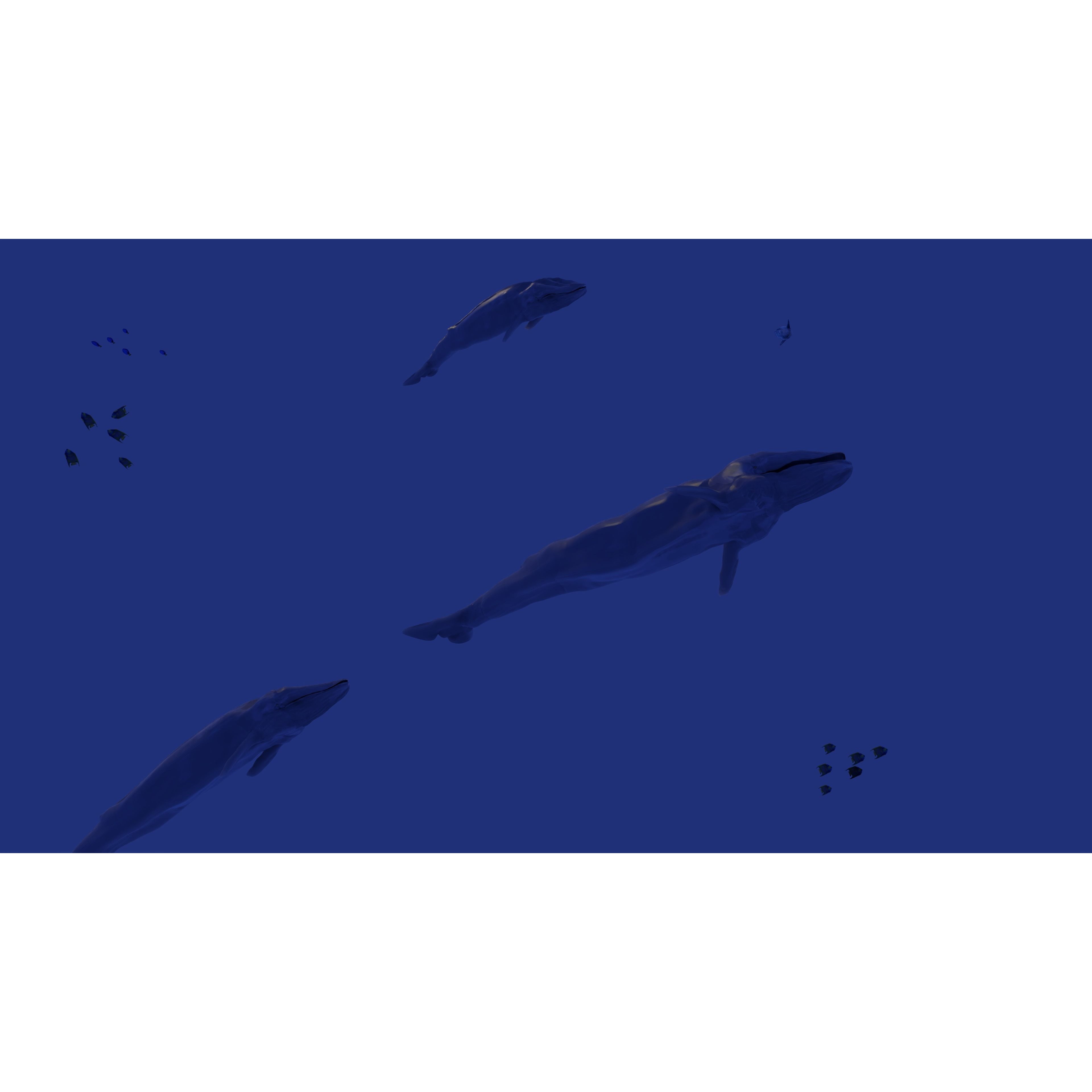 Blue Whale 3D Model Rigged Free low-poly 3D model 2