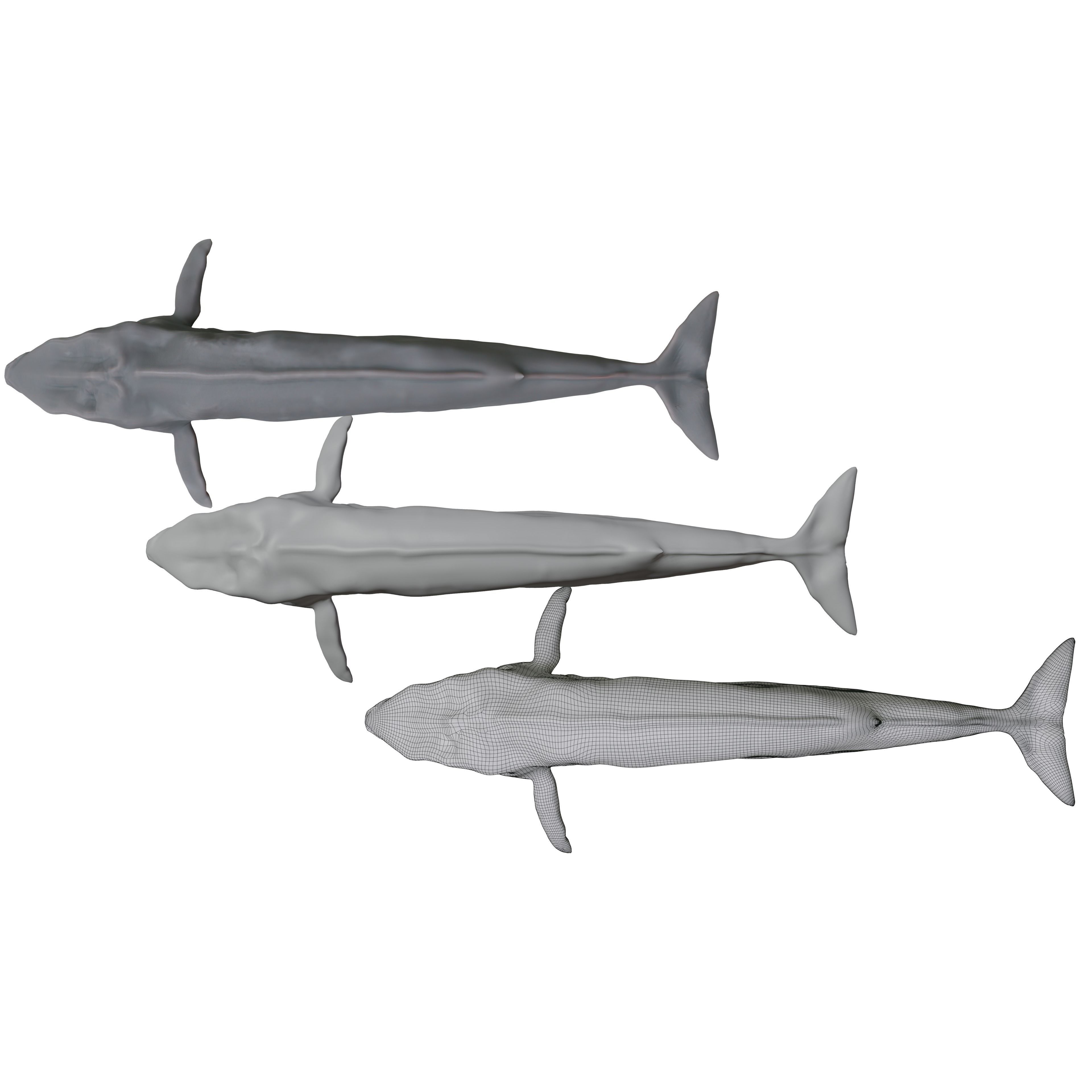 Blue Whale 3D Model Rigged Free low-poly 3D model 3