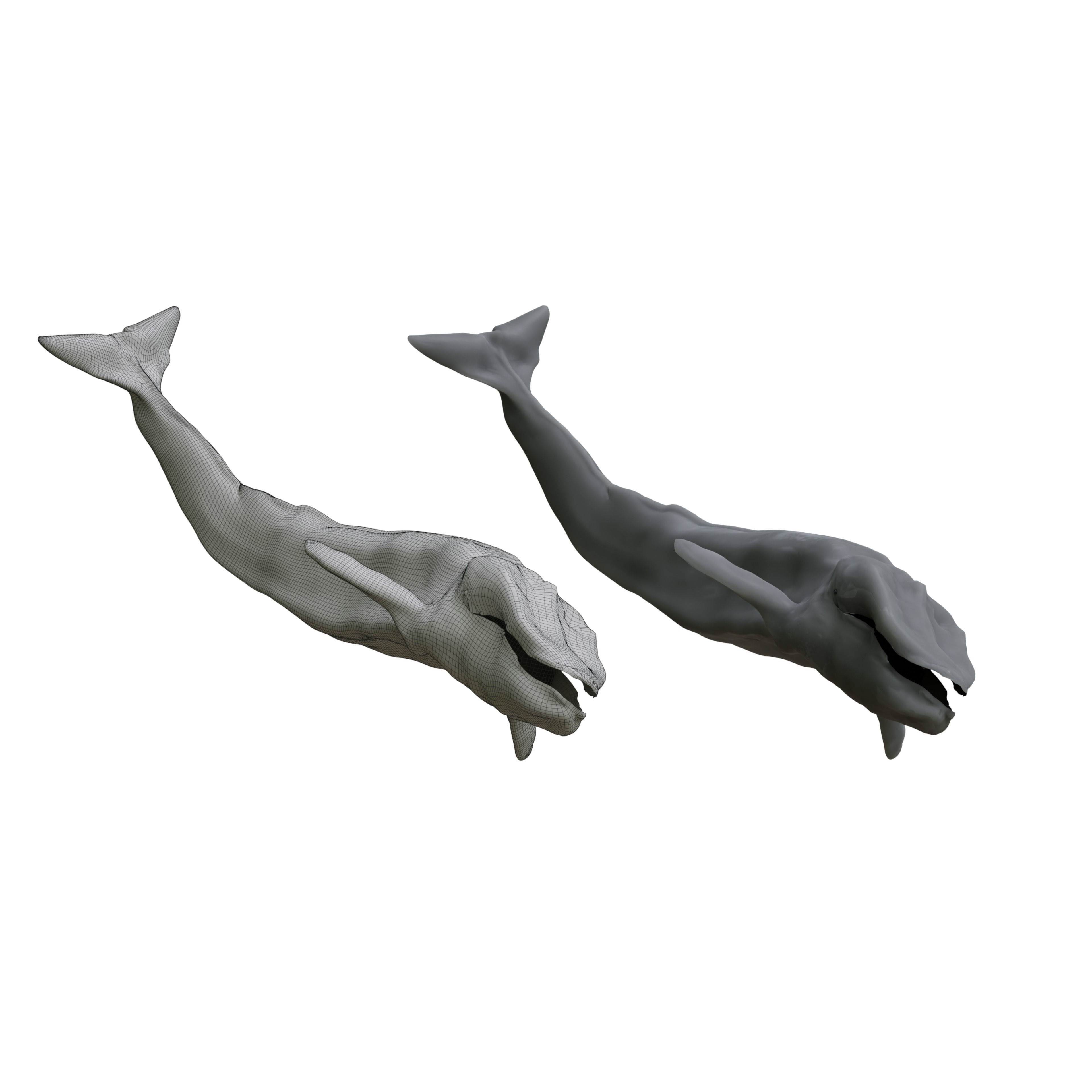 Blue Whale 3D Model Rigged Free low-poly 3D model 4