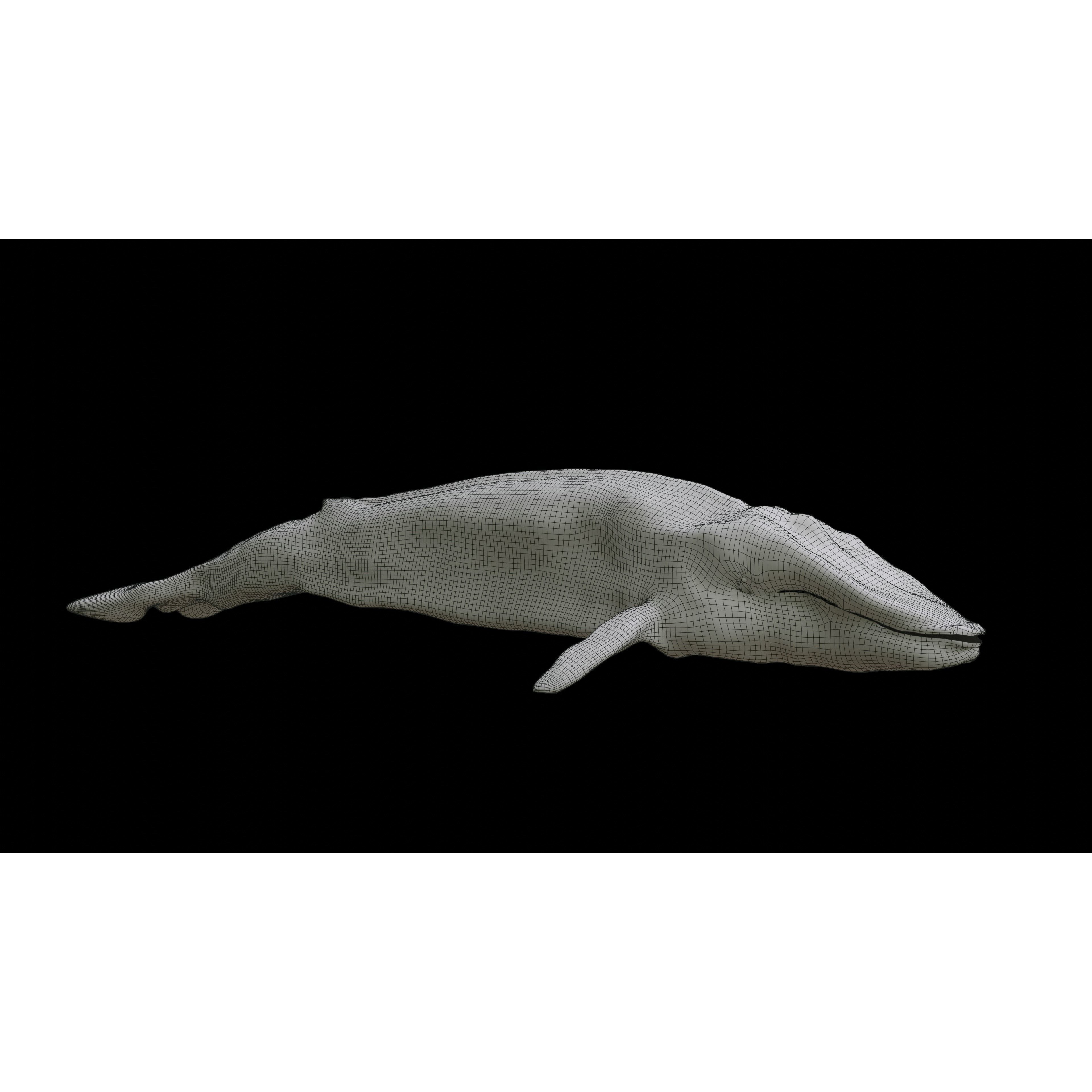 Blue Whale 3D Model Rigged Free low-poly 3D model 6