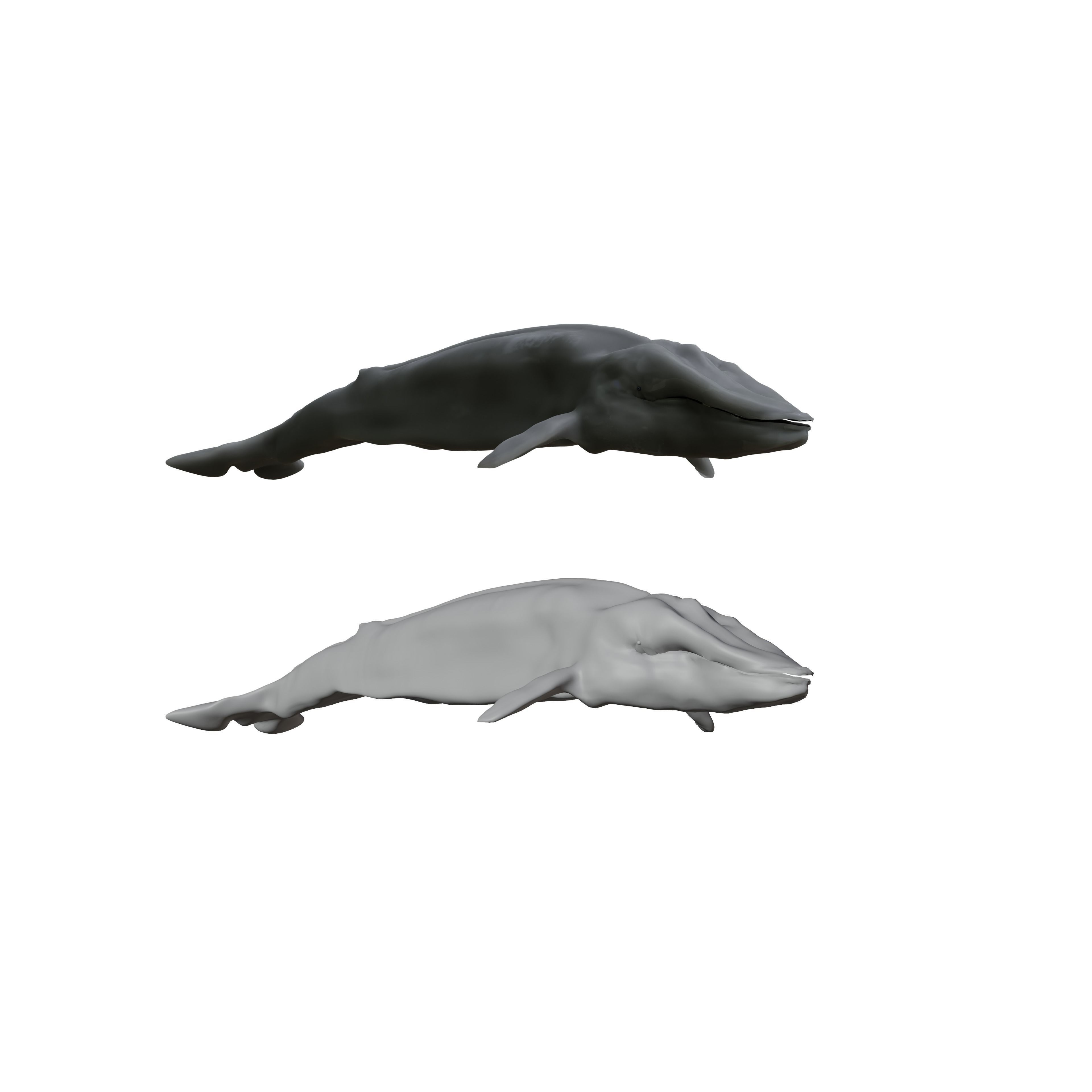Blue Whale 3D Model Rigged Free low-poly 3D model 8