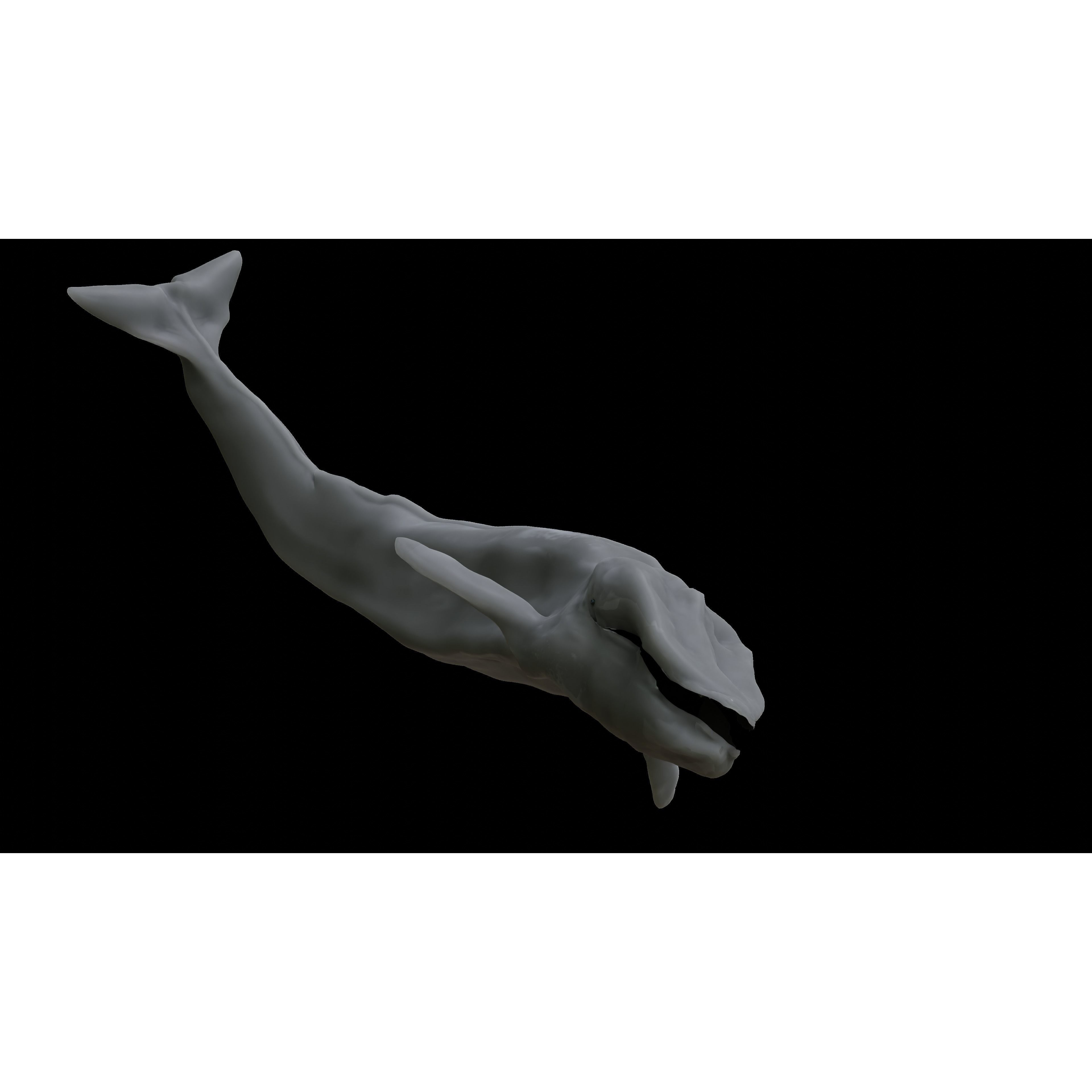 Blue Whale 3D Model Rigged Free low-poly 3D model 9