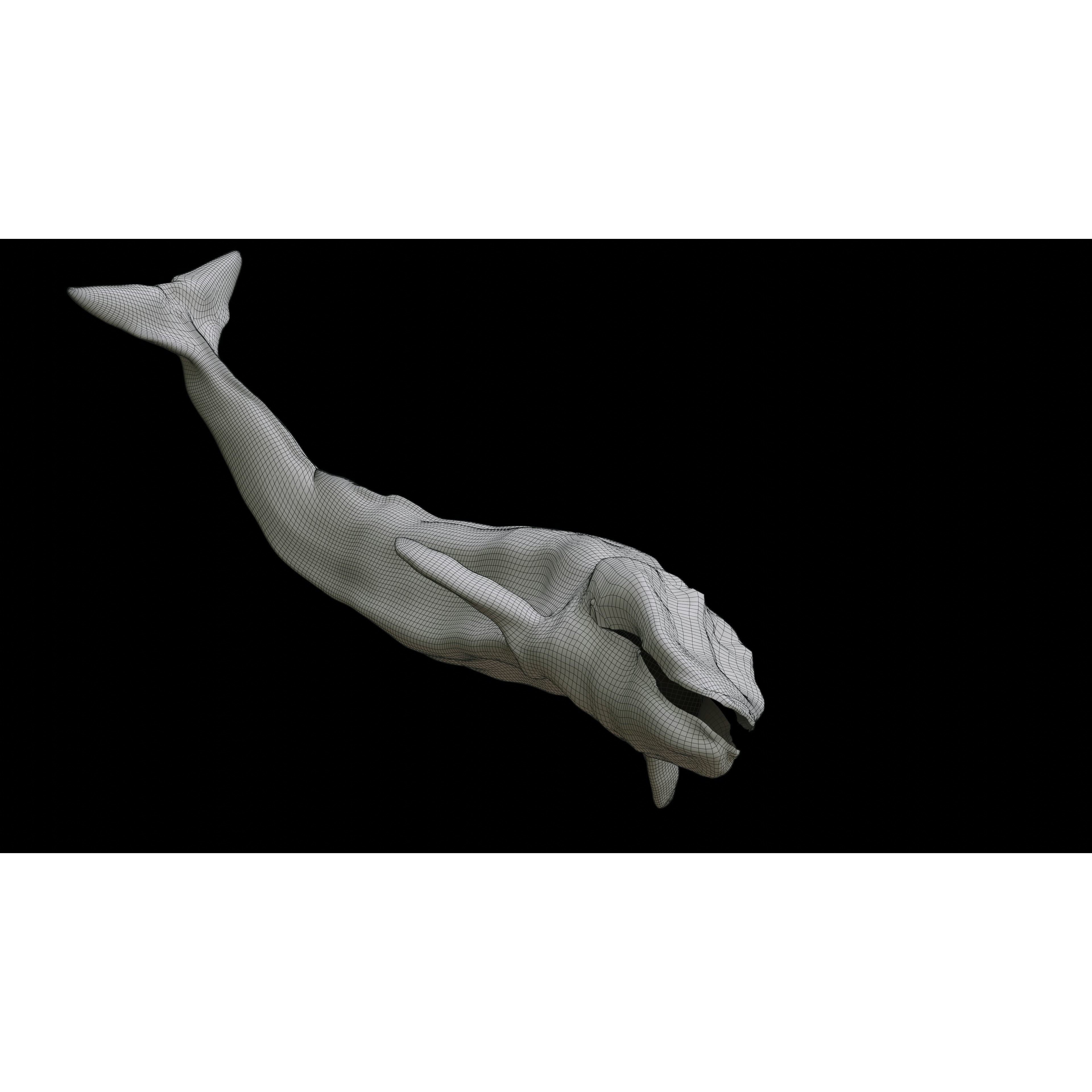 Blue Whale 3D Model Rigged Free low-poly 3D model 10