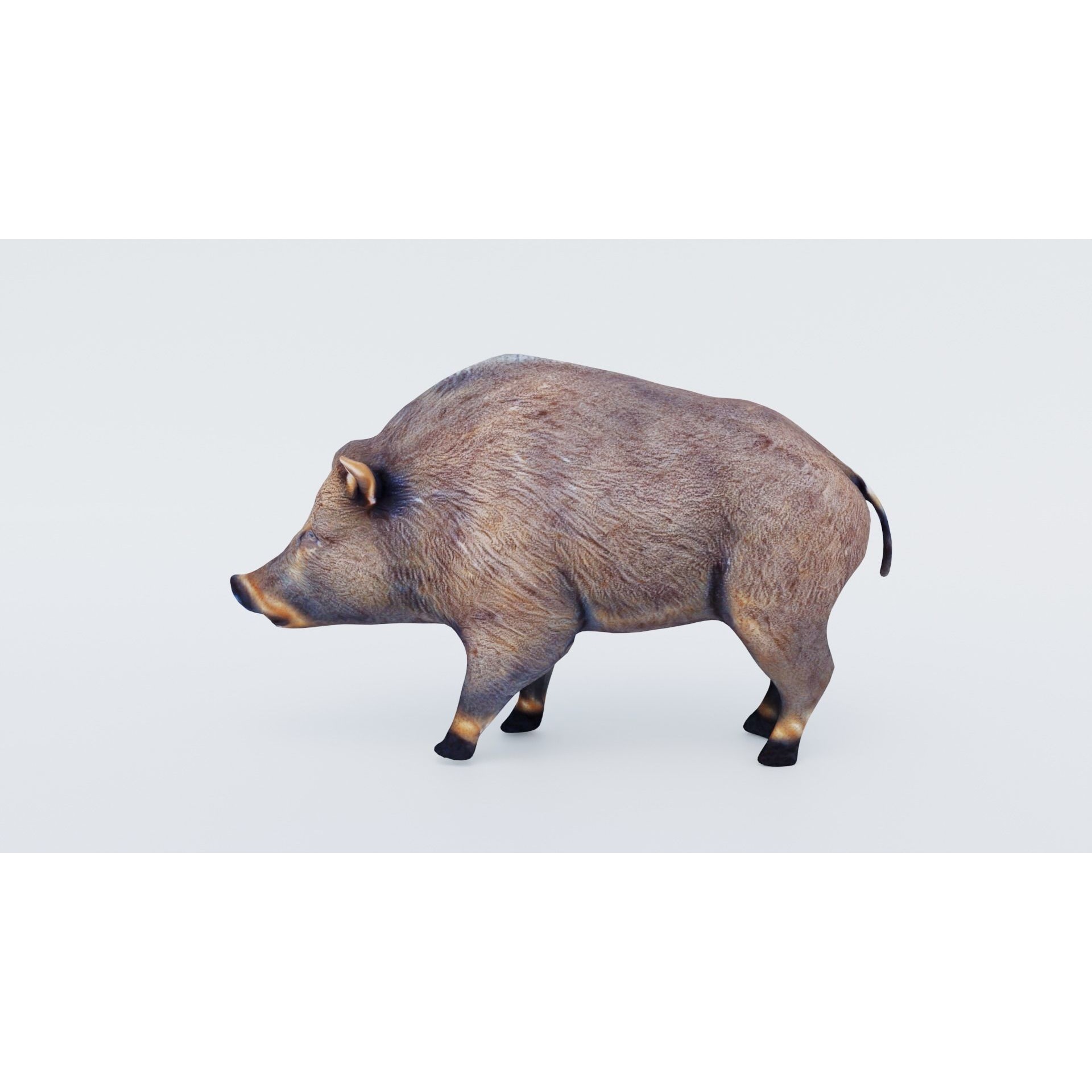 Boar Animal Free 3D model 2