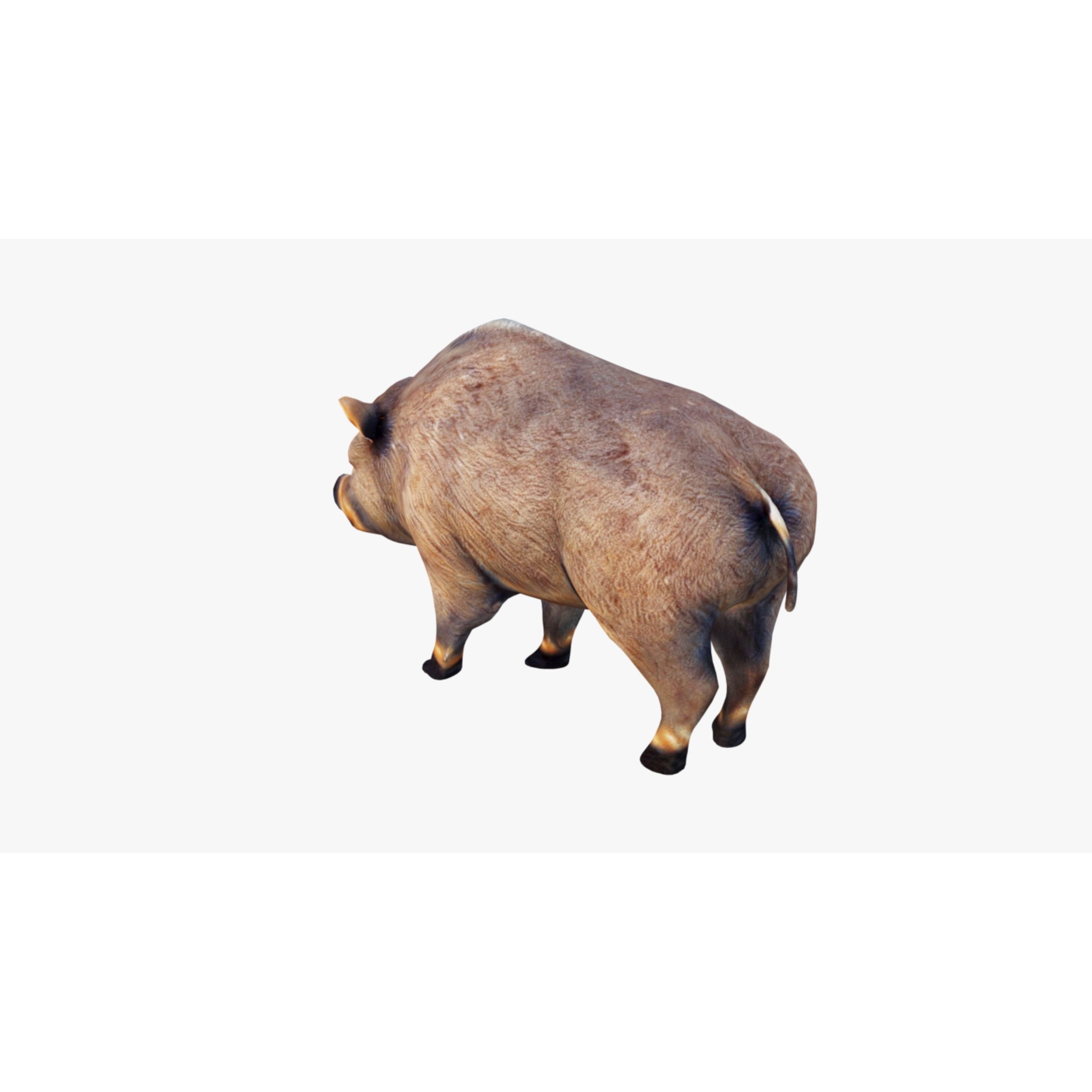 Boar Animal Free 3D model 4