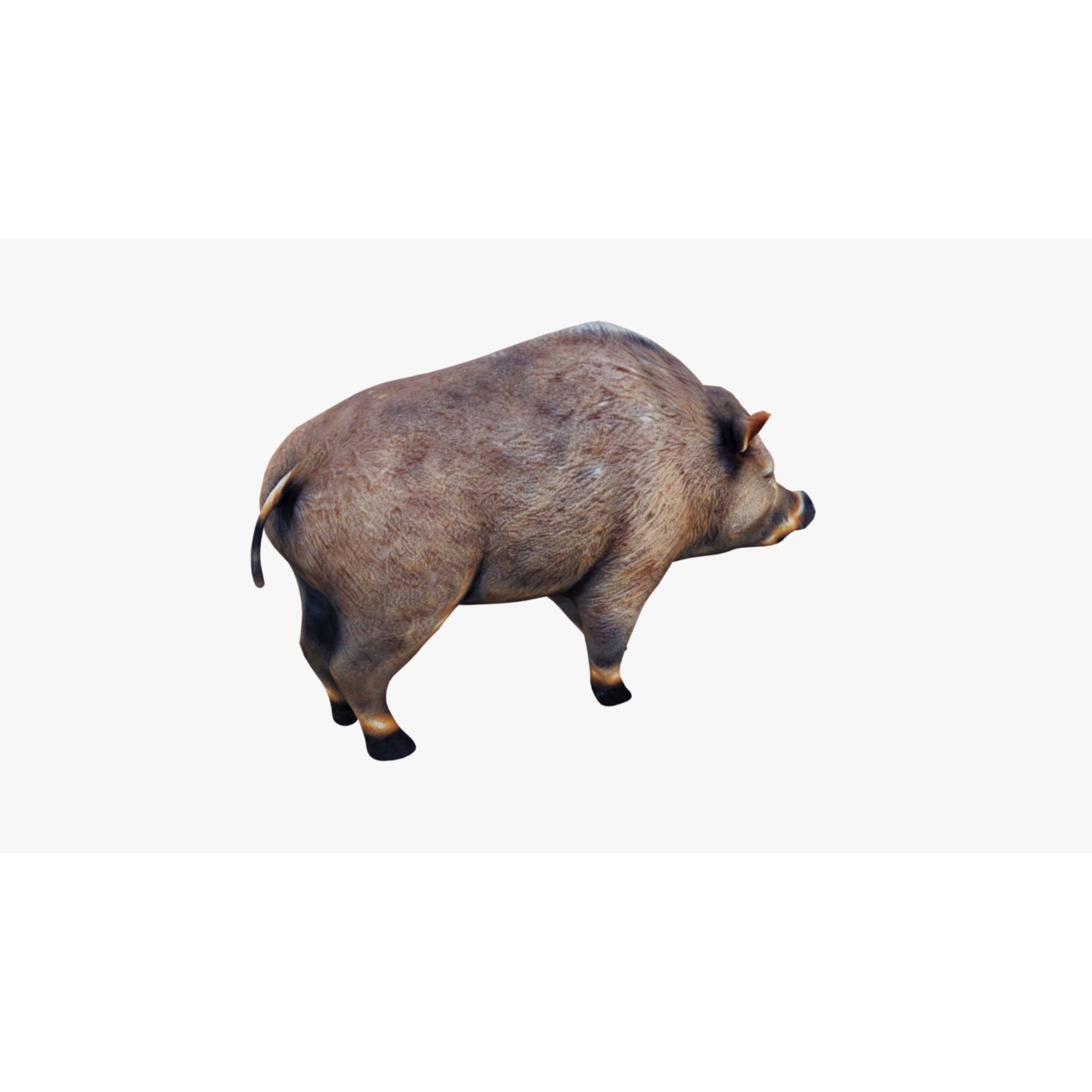 Boar Animal Free 3D model 5