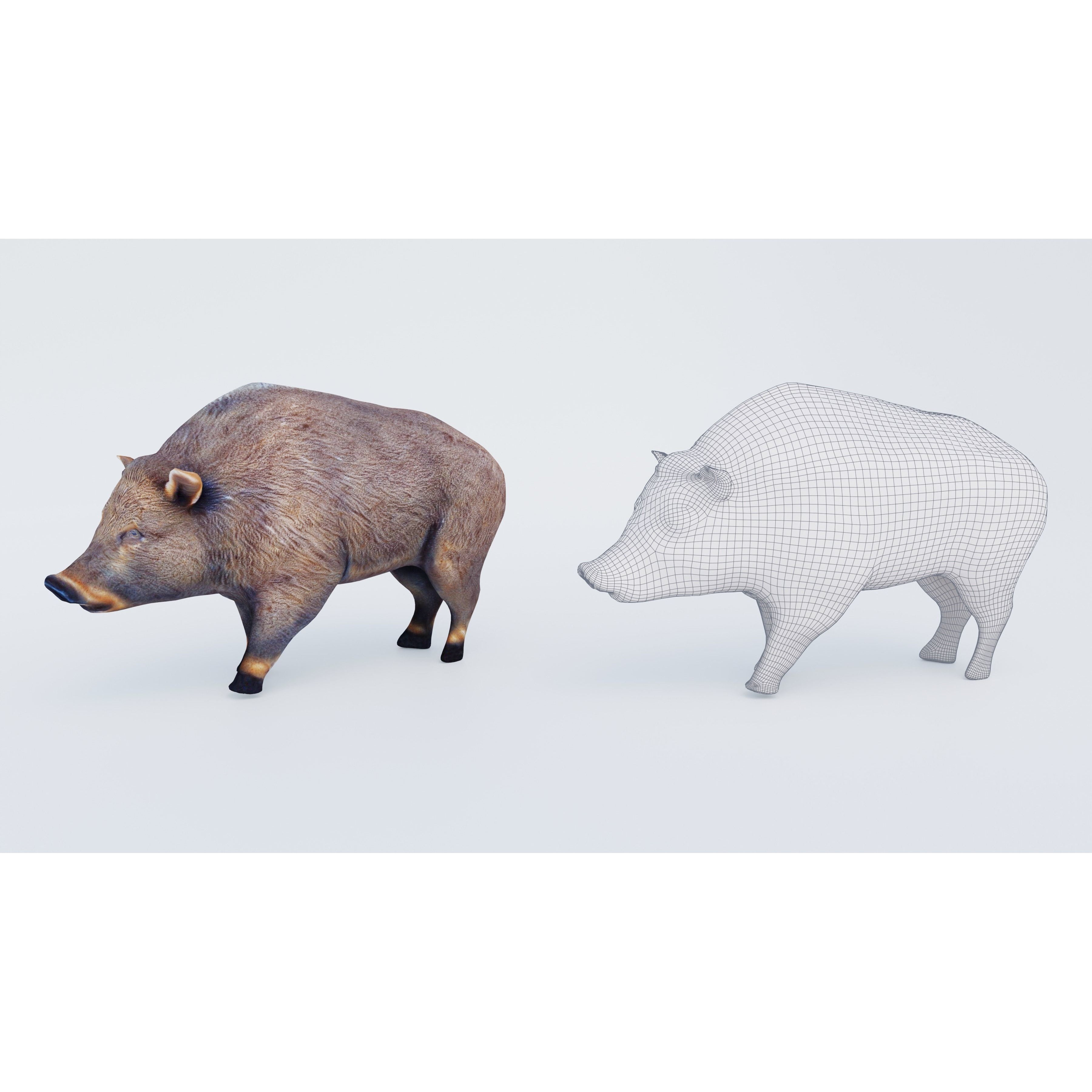 Boar Animal Free 3D model 6
