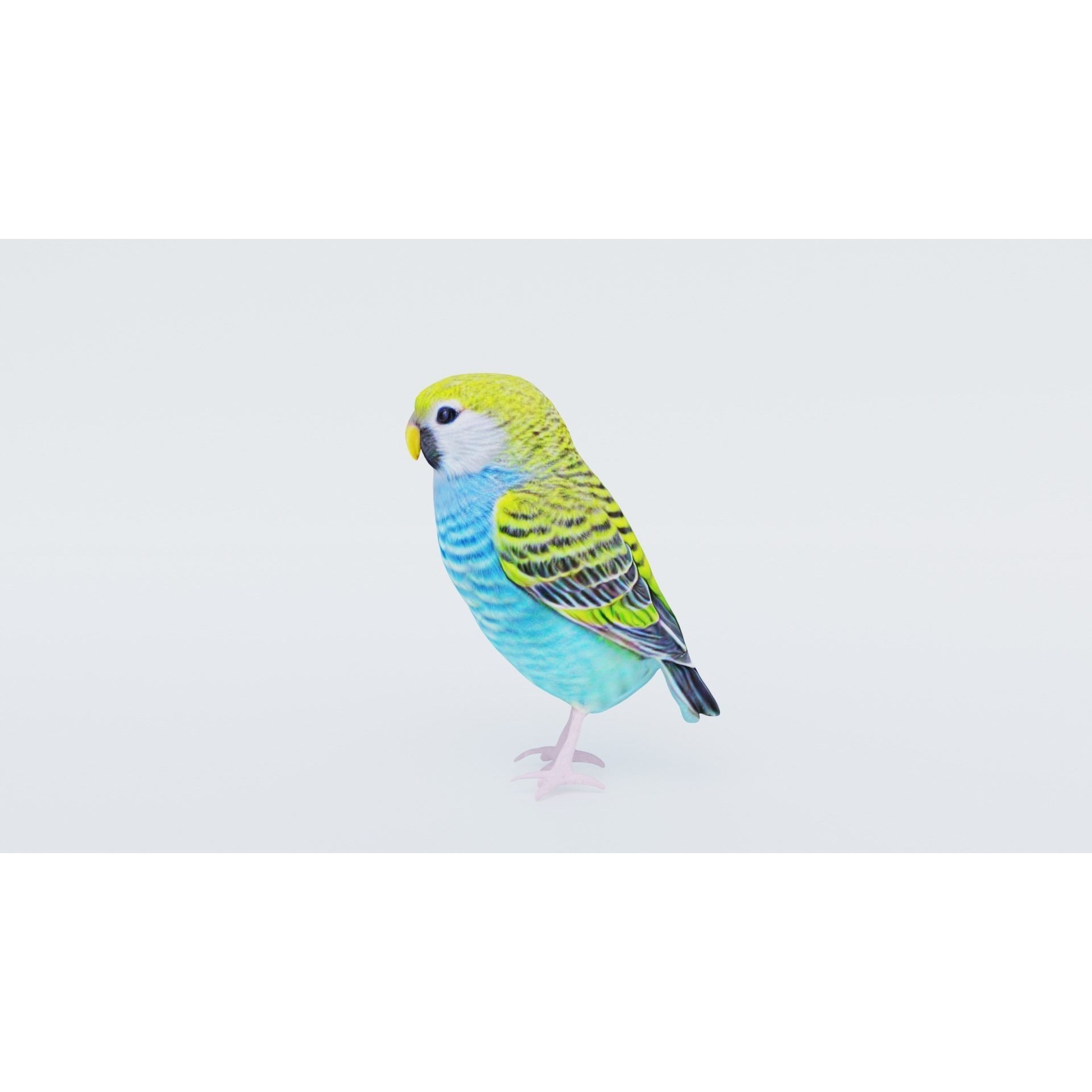 Budgerigar Free 3D model 2
