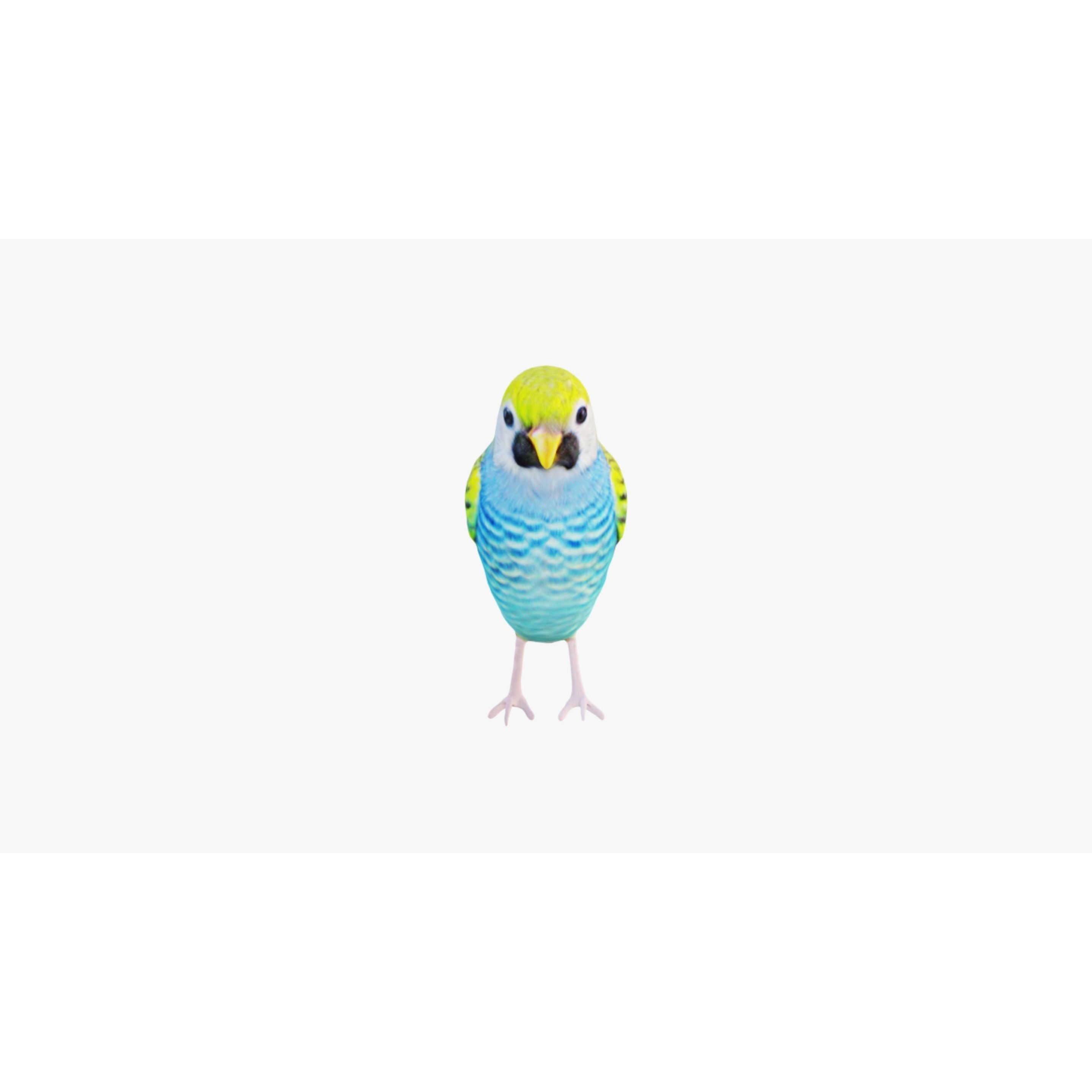 Budgerigar Free 3D model 3