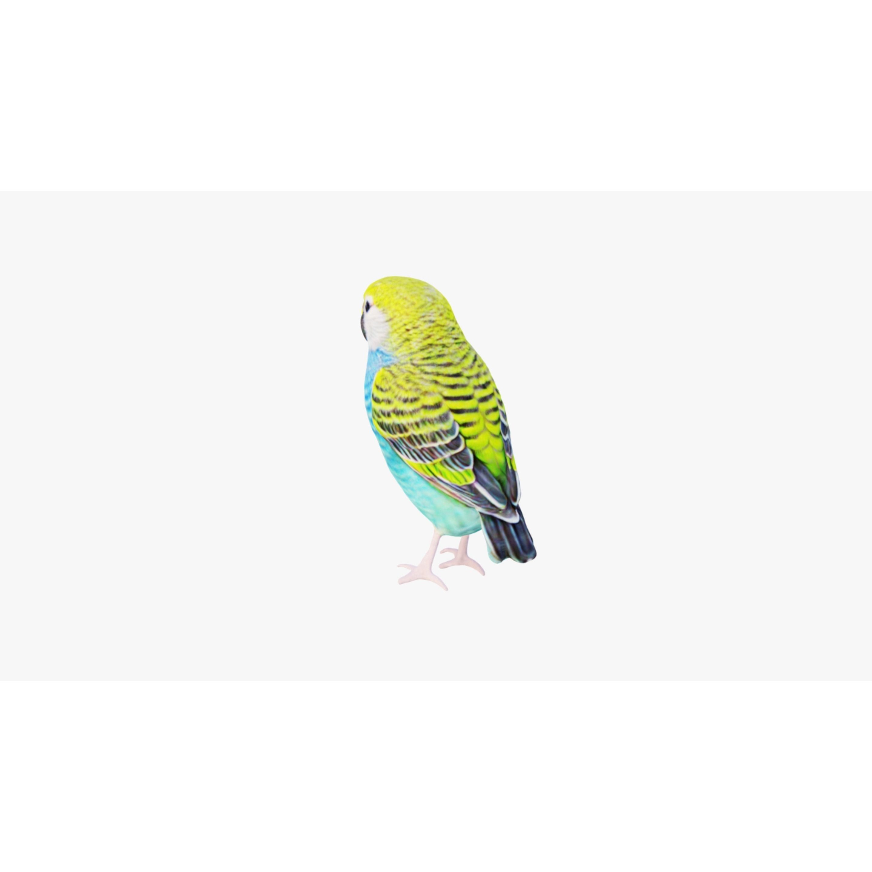 Budgerigar Free 3D model 4