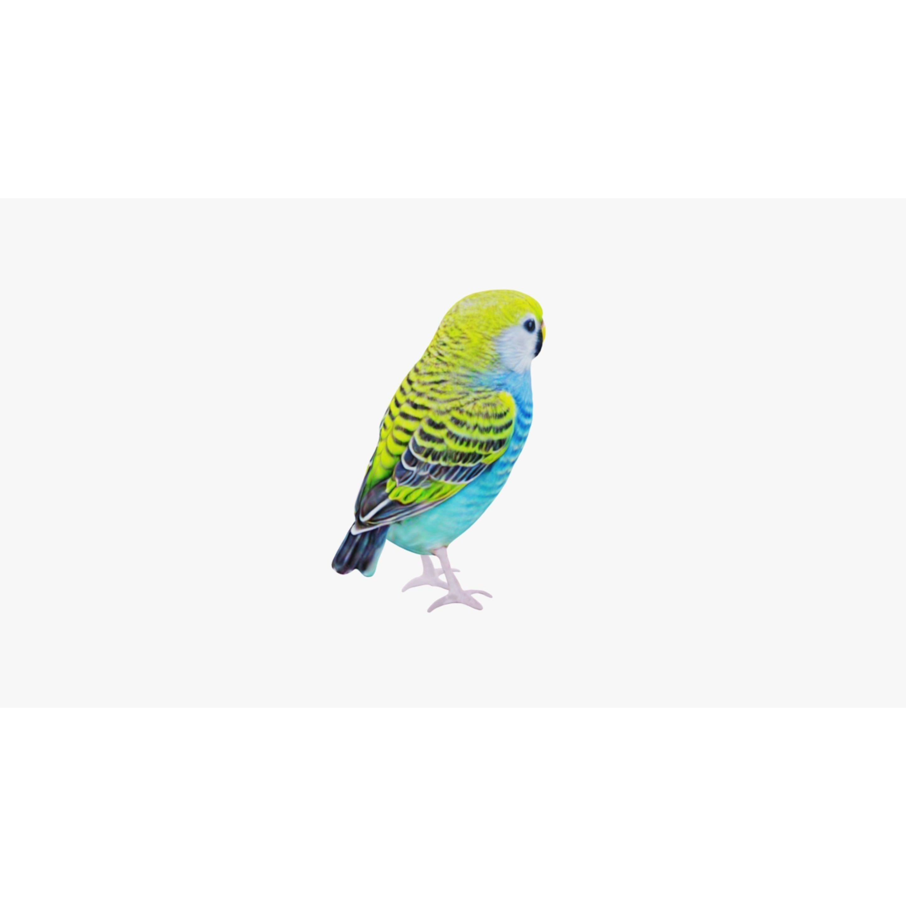 Budgerigar Free 3D model 5